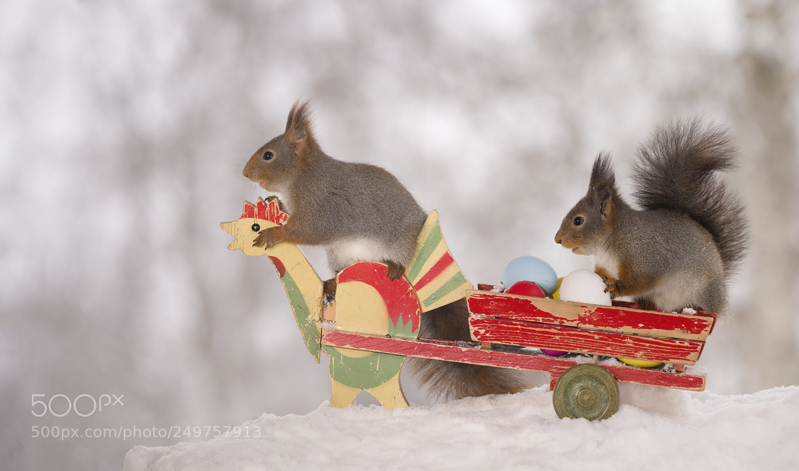 Nikon D810 sample photo. Red squirrels in snow photography