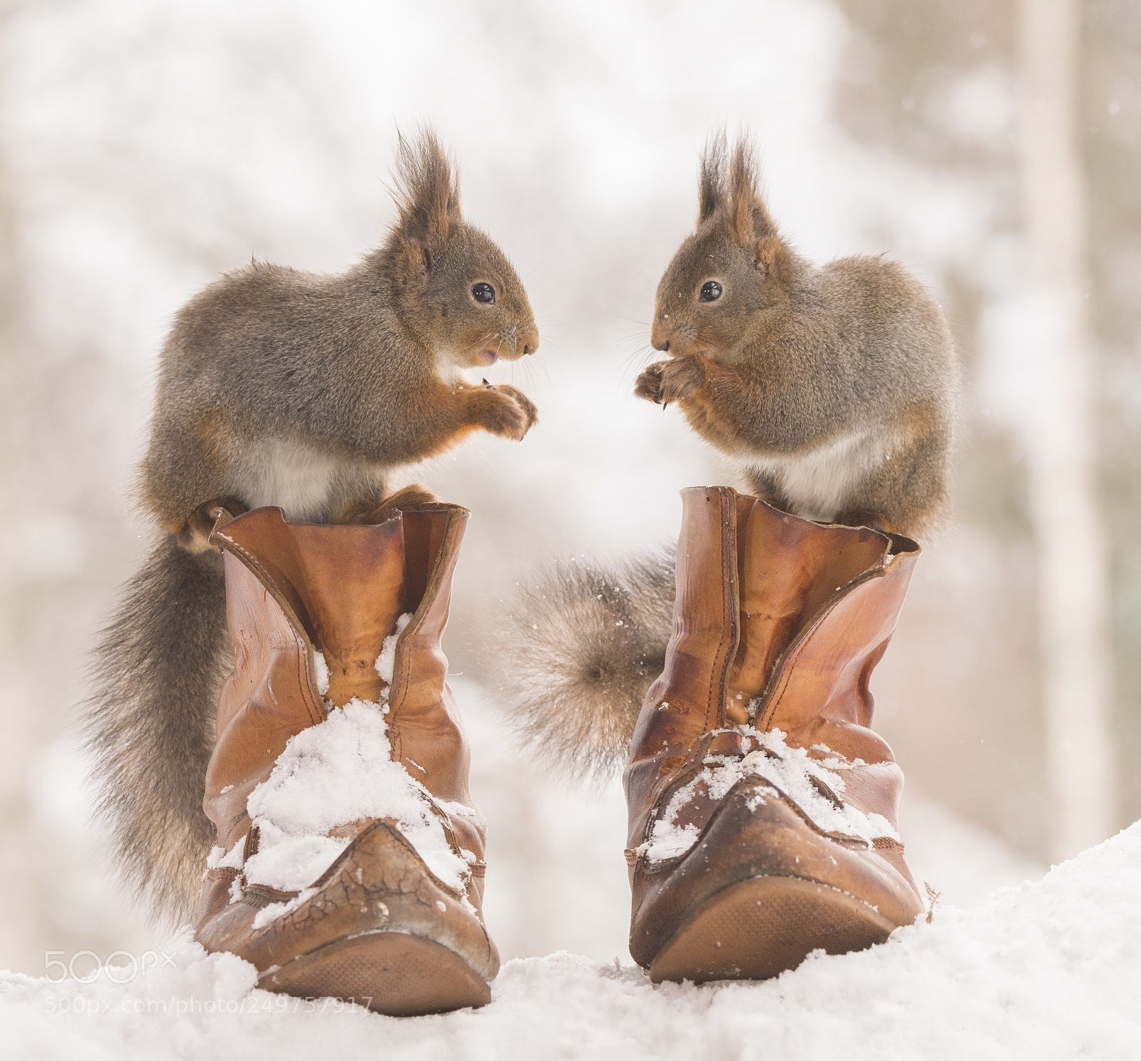 Nikon D810 sample photo. Red squirrels are standing photography