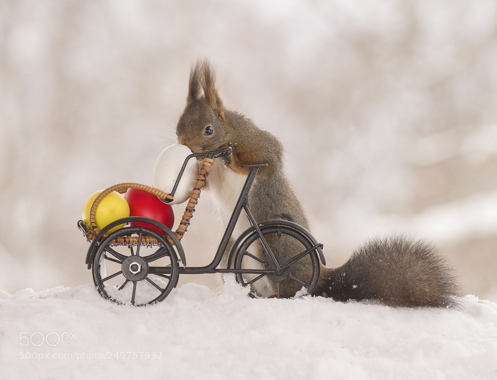 Nikon D810 sample photo. Red squirrel in snow photography