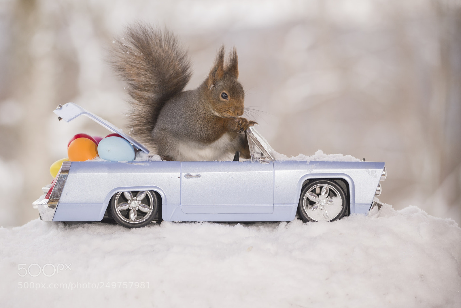 Nikon D810 sample photo. Red squirrel in snow photography