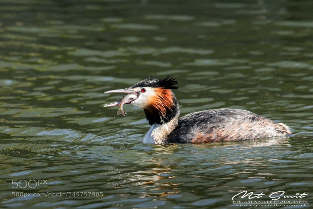 Canon EOS 80D sample photo. Caught a fish photography