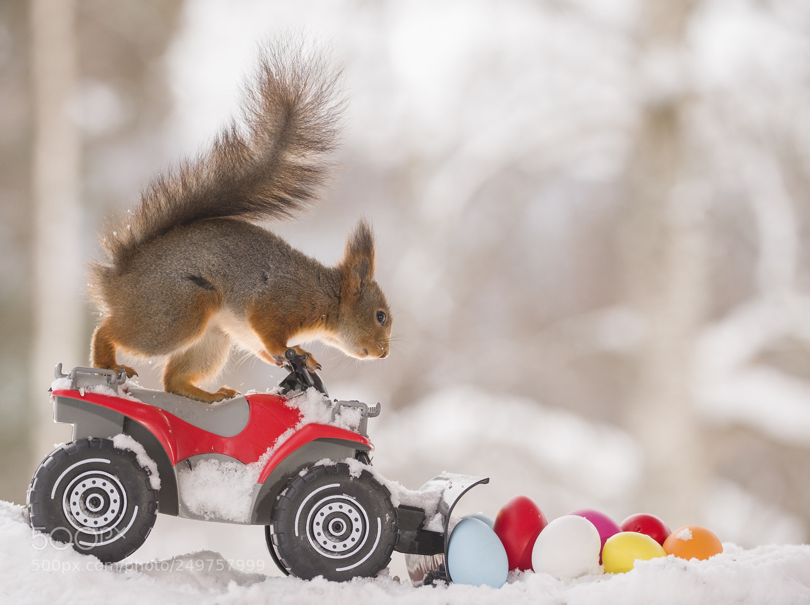 Nikon D810 sample photo. Red squirrel with a photography