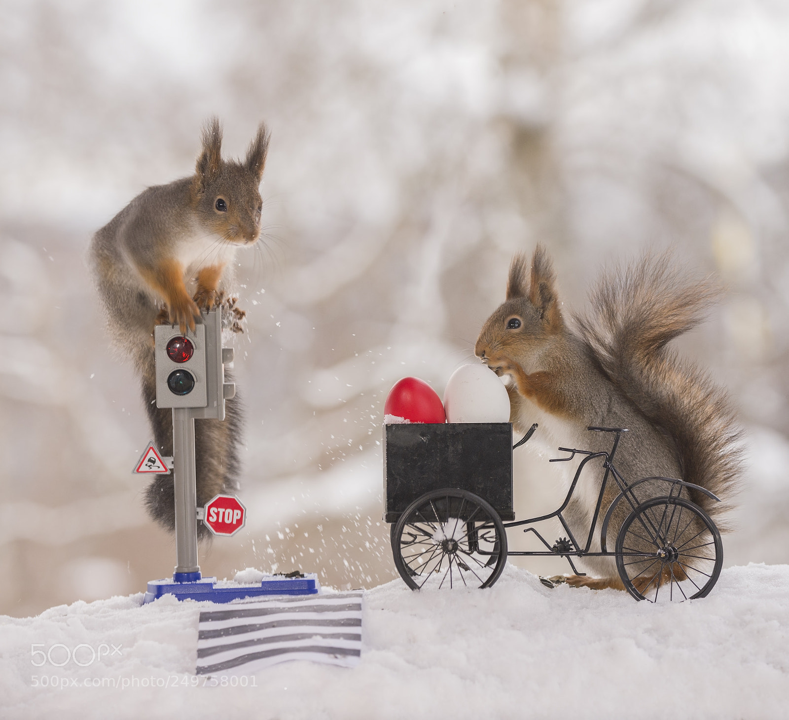 Nikon D810 sample photo. Red squirrels with an photography