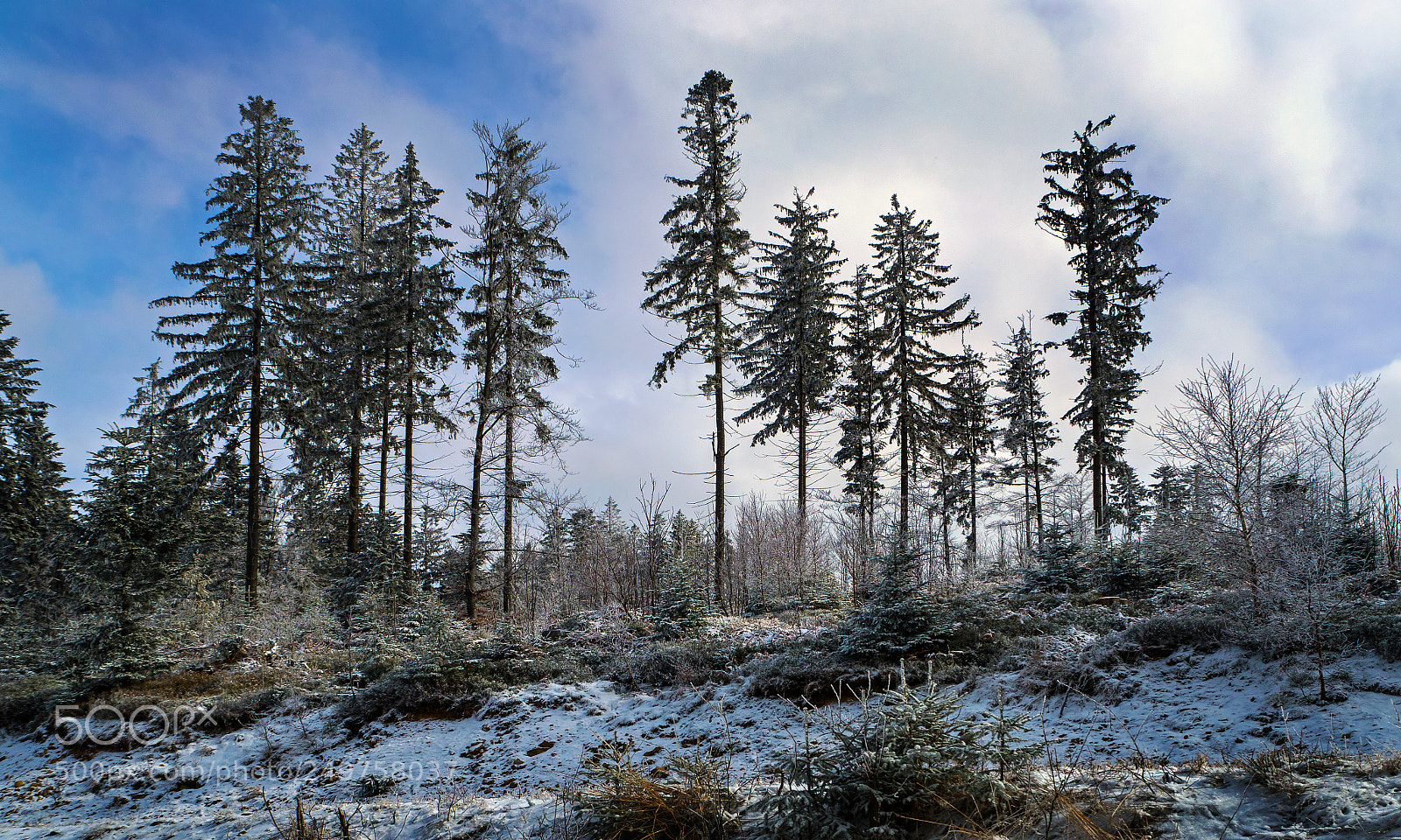 Olympus OM-D E-M10 sample photo. Spruces photography