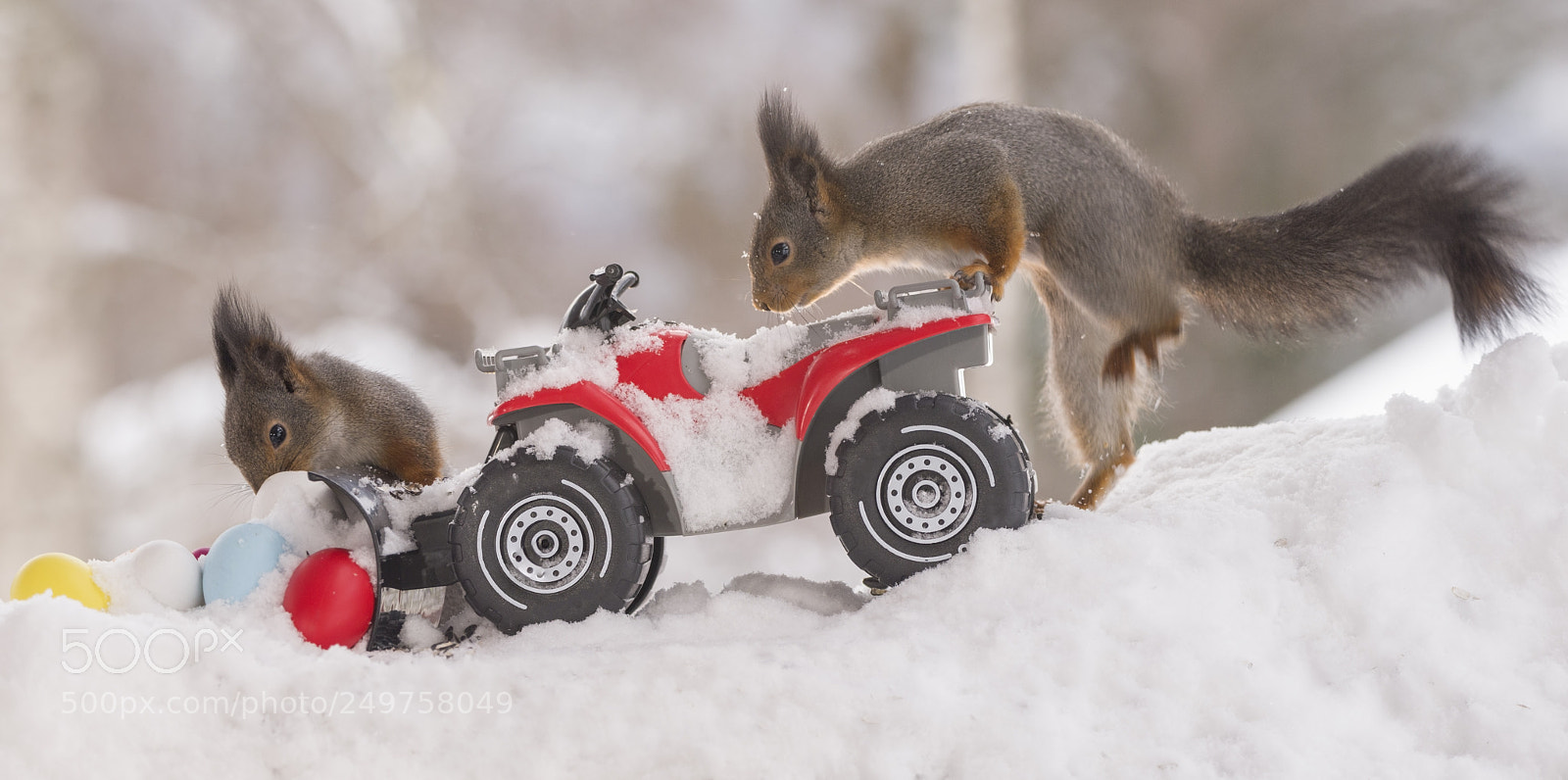 Nikon D810 sample photo. Red squirrels with a photography