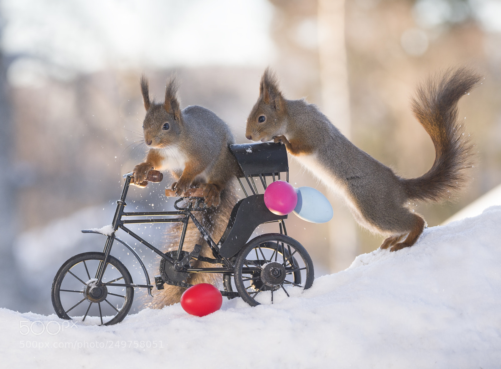 Nikon D810 sample photo. Red squirrels with a photography