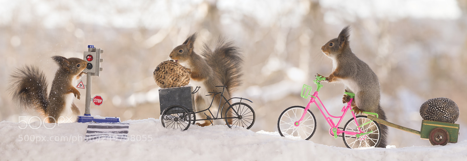 Nikon D810 sample photo. Three red squirrels with photography