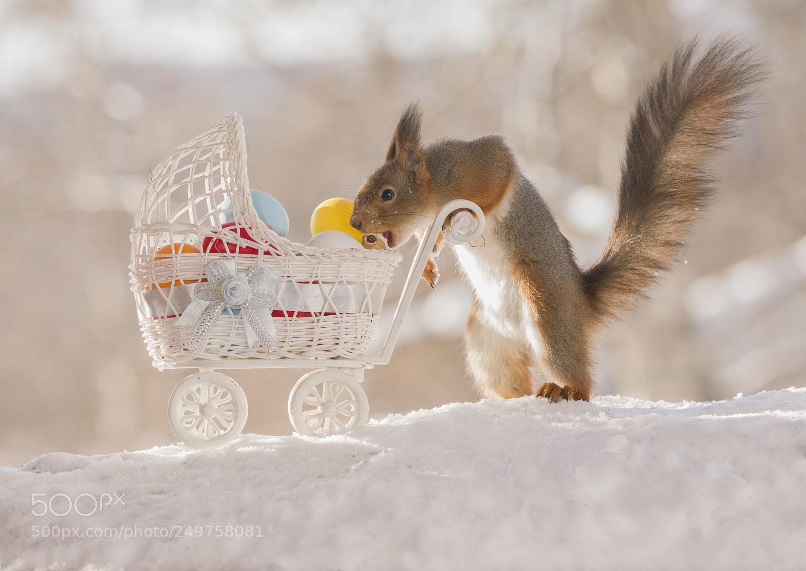 Nikon D810 sample photo. Red squirrel with a photography