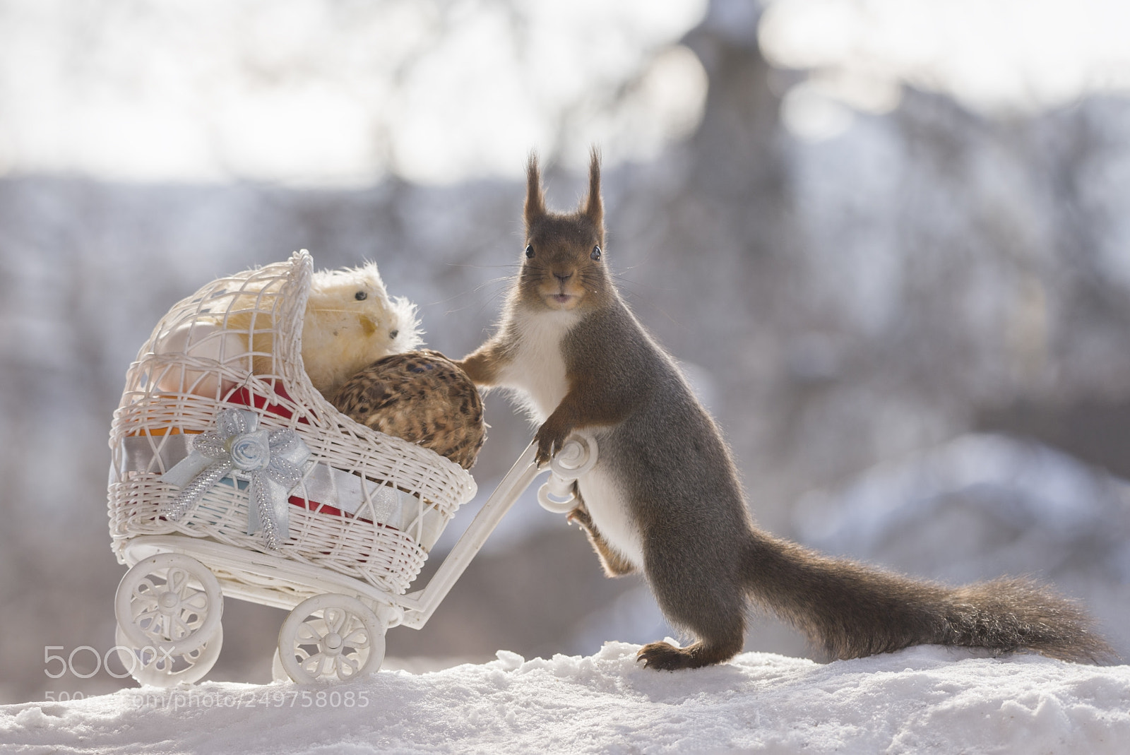 Nikon D810 sample photo. Red squirrel with a photography