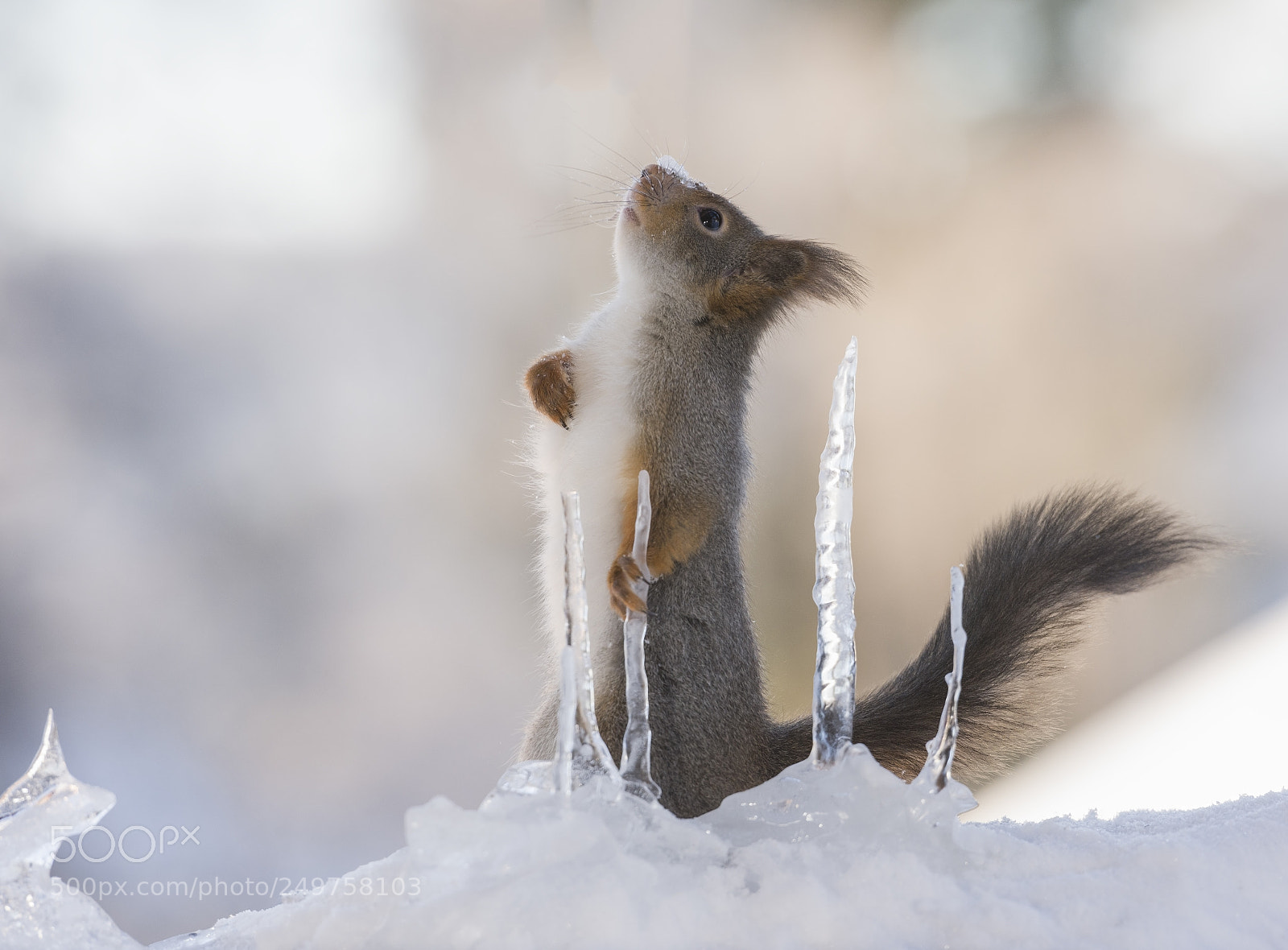 Nikon D810 sample photo. Red squirrel holding a photography