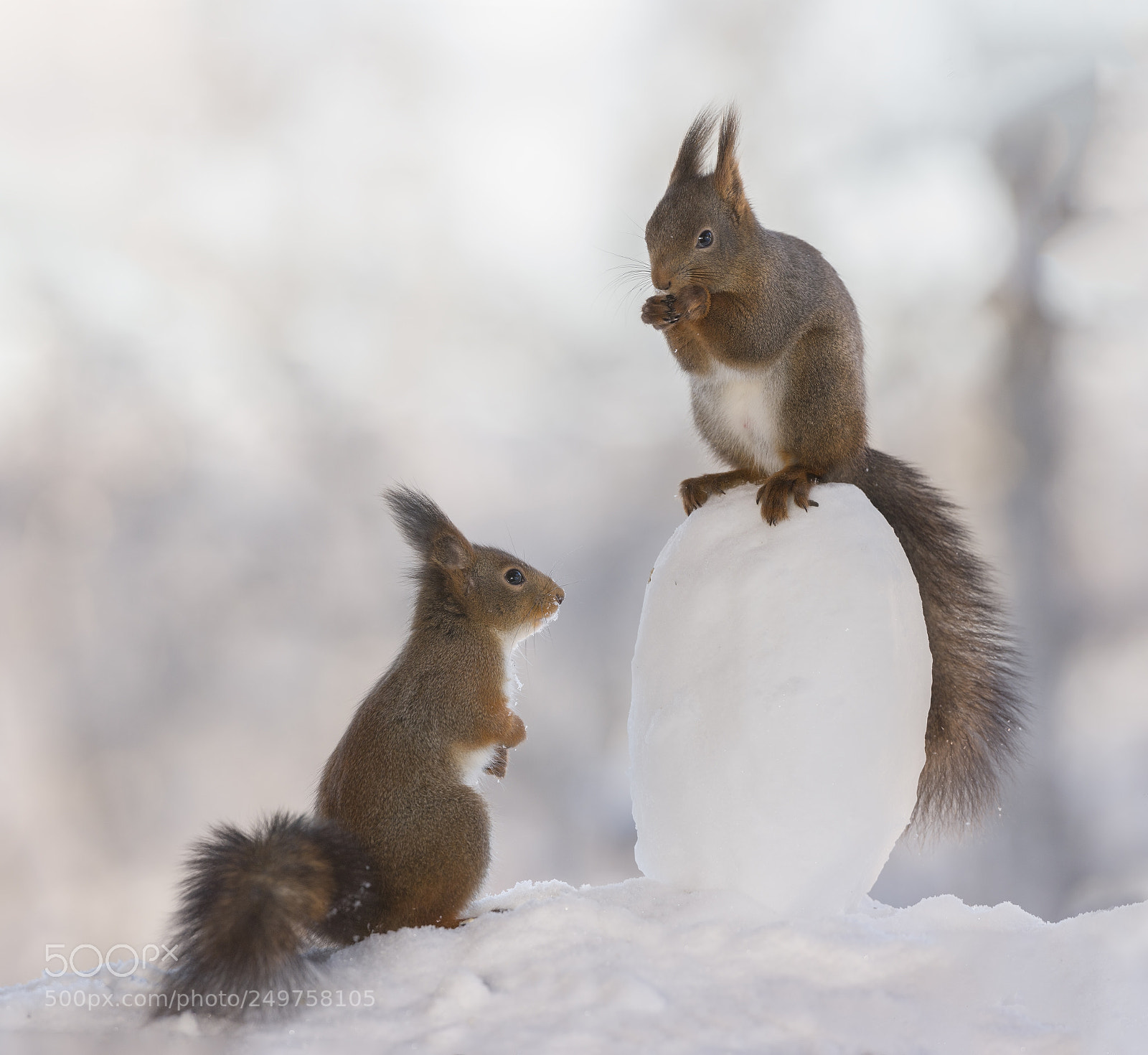 Nikon D810 sample photo. Red squirrels on a photography