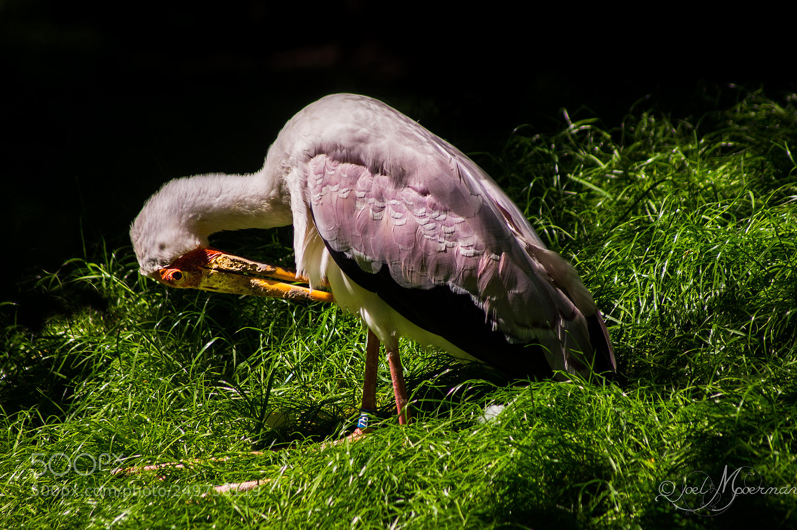 Sony SLT-A57 sample photo. Bird ! photography