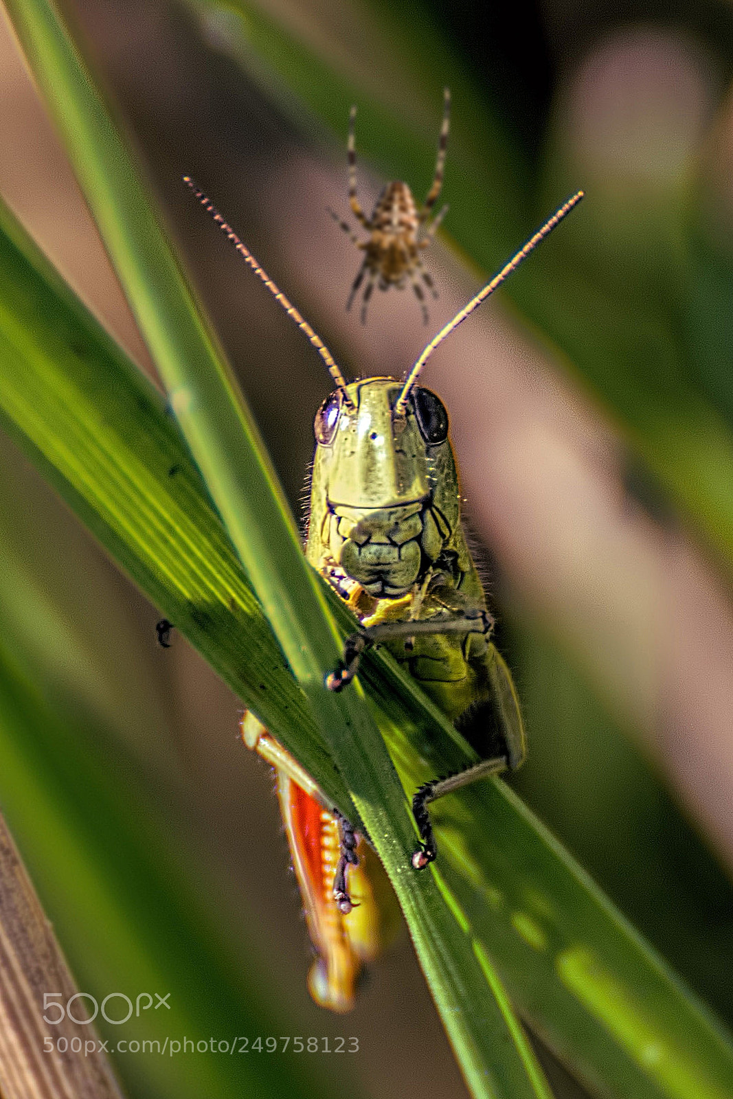 Nikon D7100 sample photo. Sarane photography