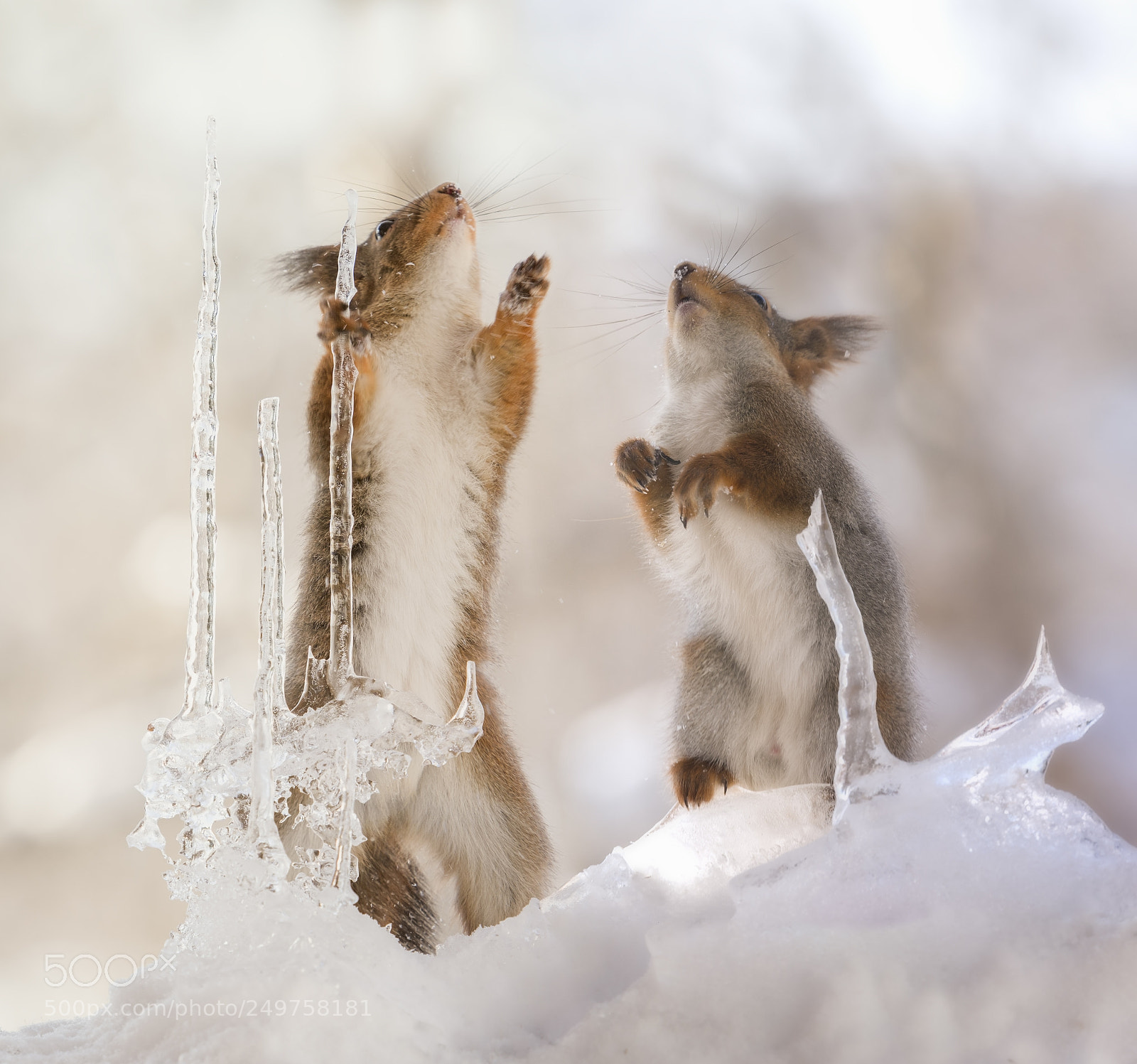Nikon D810 sample photo. Red squirrels looking up photography