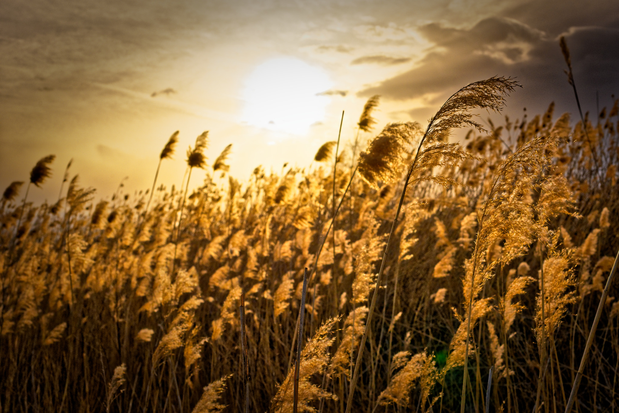 Nikon D750 sample photo. Fields of gold photography