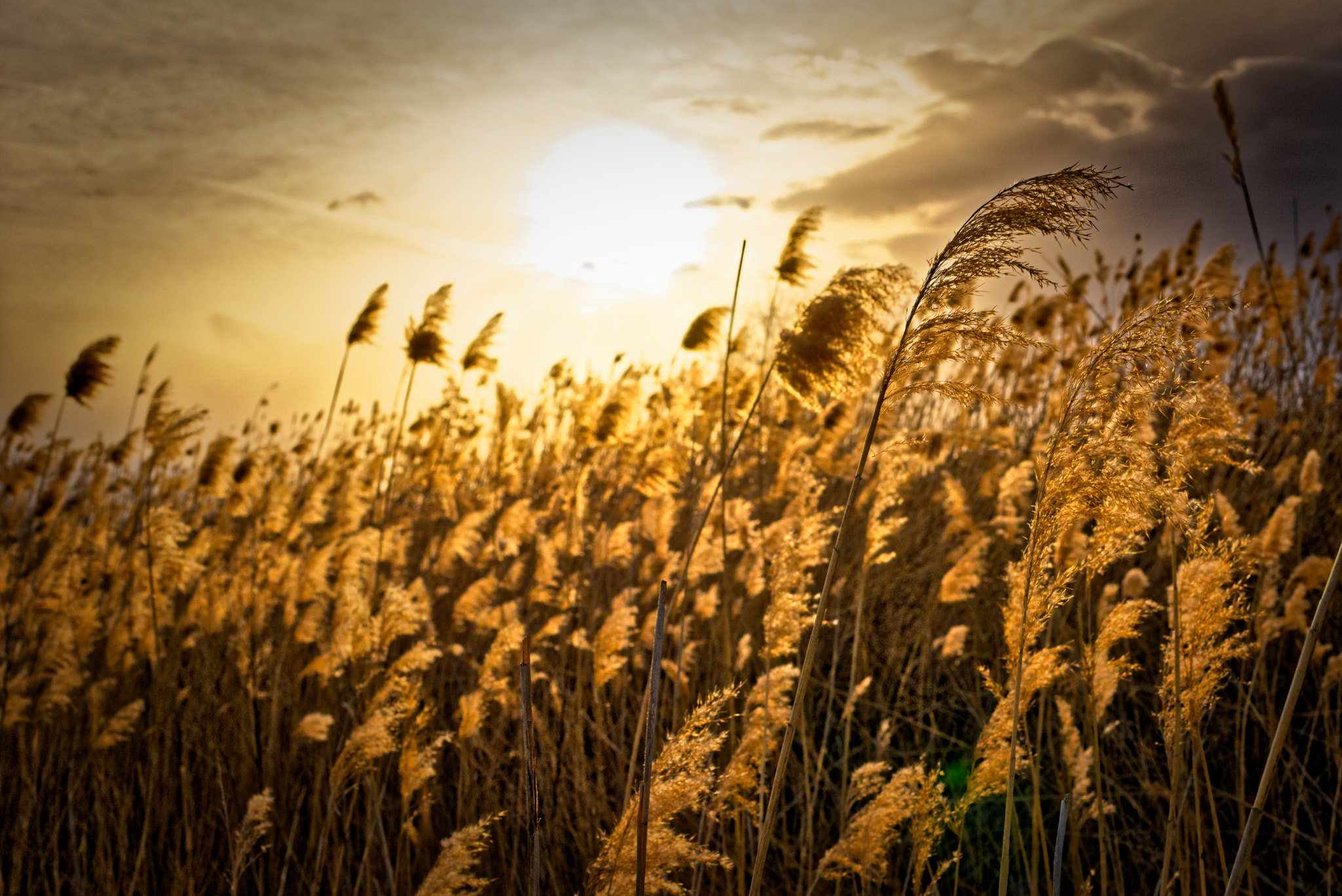 Sigma 50mm F2.8 EX DG Macro sample photo. Fields of gold photography