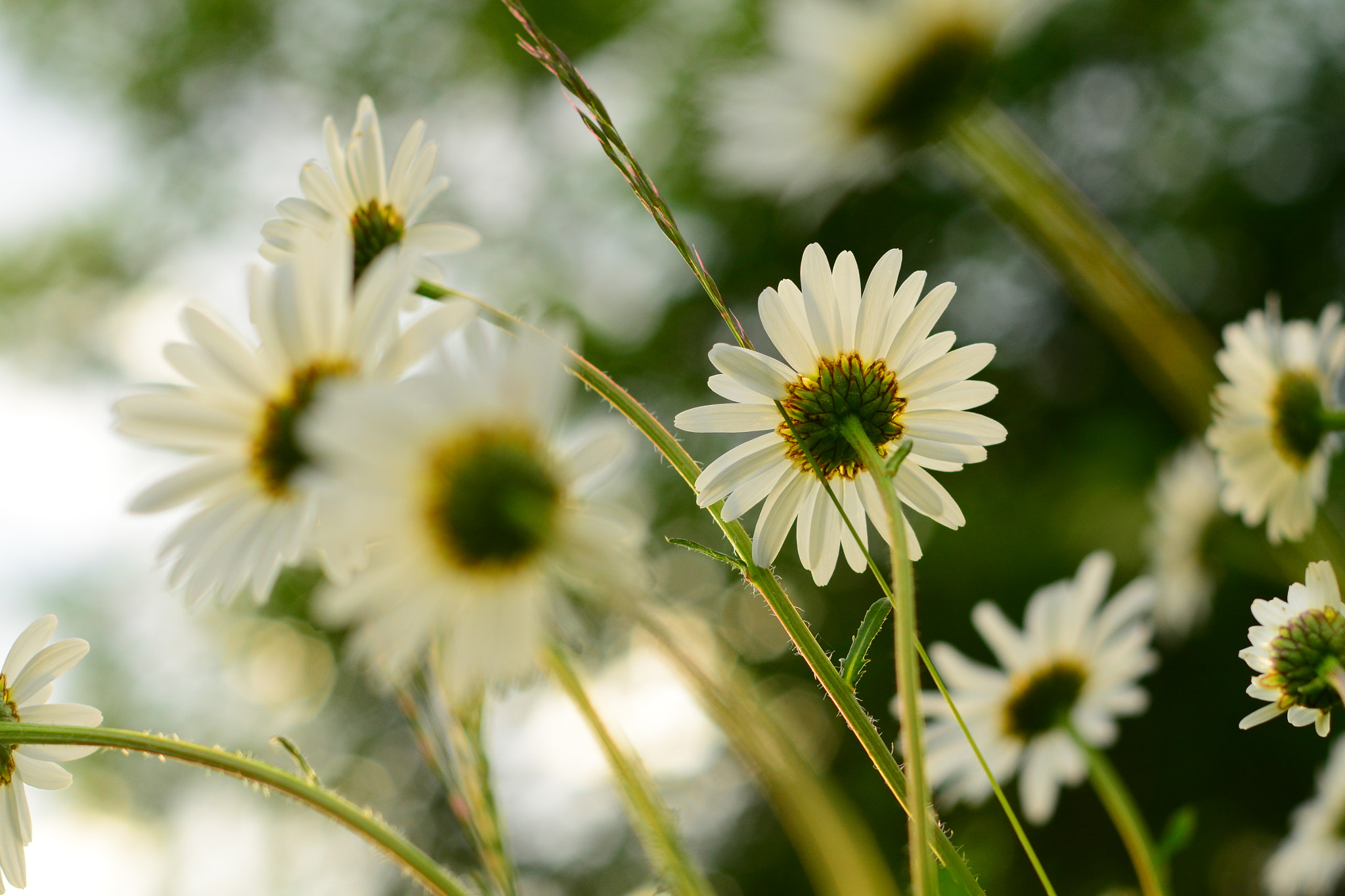 Nikon D7100 + Nikon AF-S Nikkor 50mm F1.8G sample photo. Daisies in meadow photography