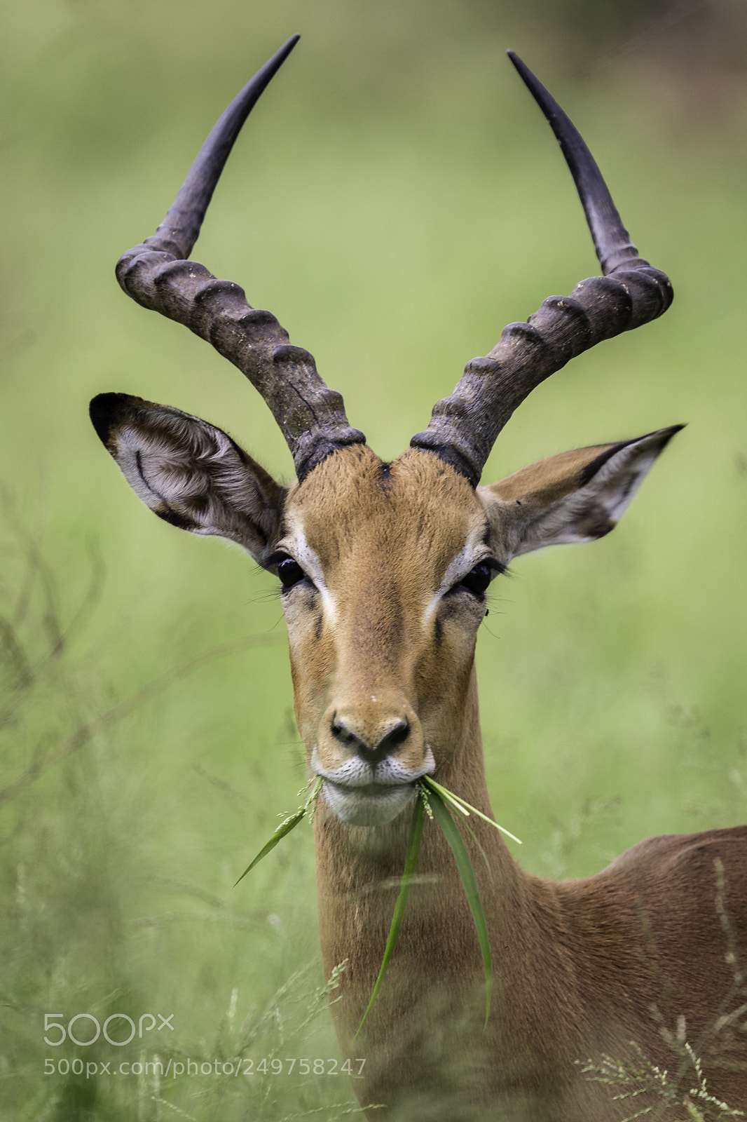 Canon EOS 5D Mark IV sample photo. Impala portrait photography