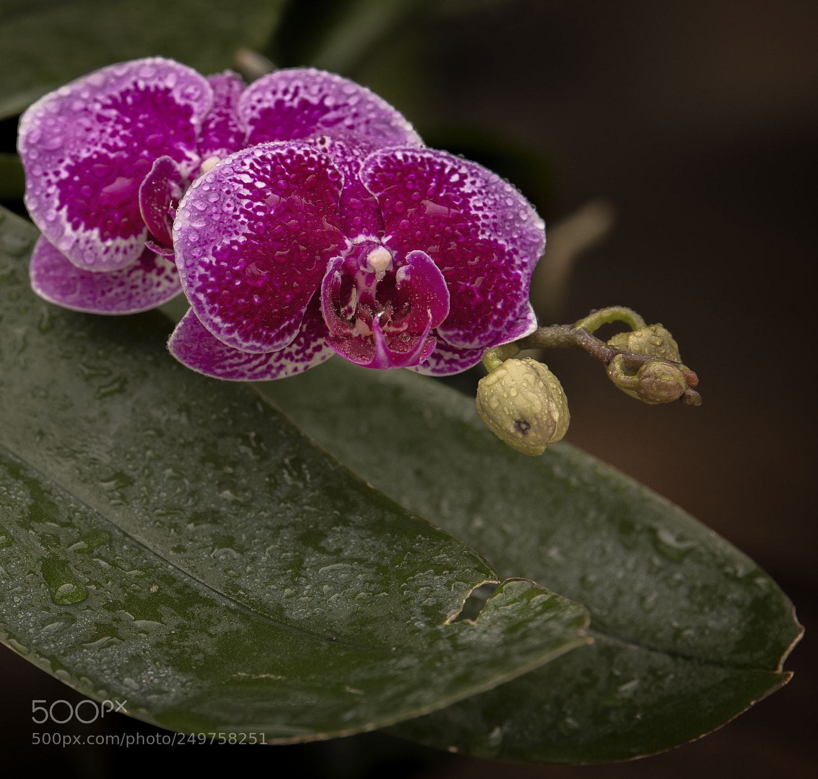 Nikon D850 sample photo. Orchid in the mist photography