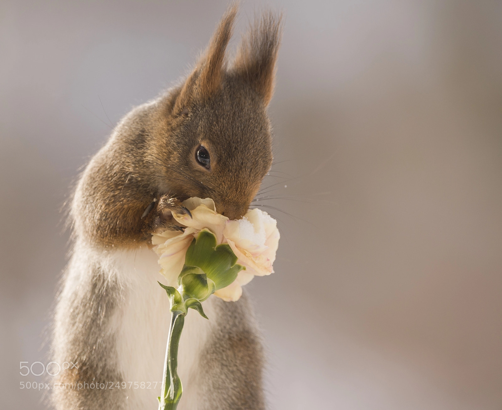 Nikon D810 sample photo. Red squirrel smelling a photography