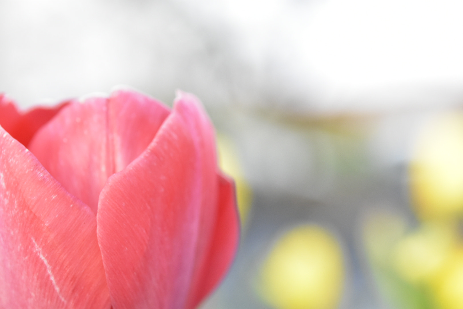 Nikon AF-S Micro-Nikkor 60mm F2.8G ED sample photo. 春 photography