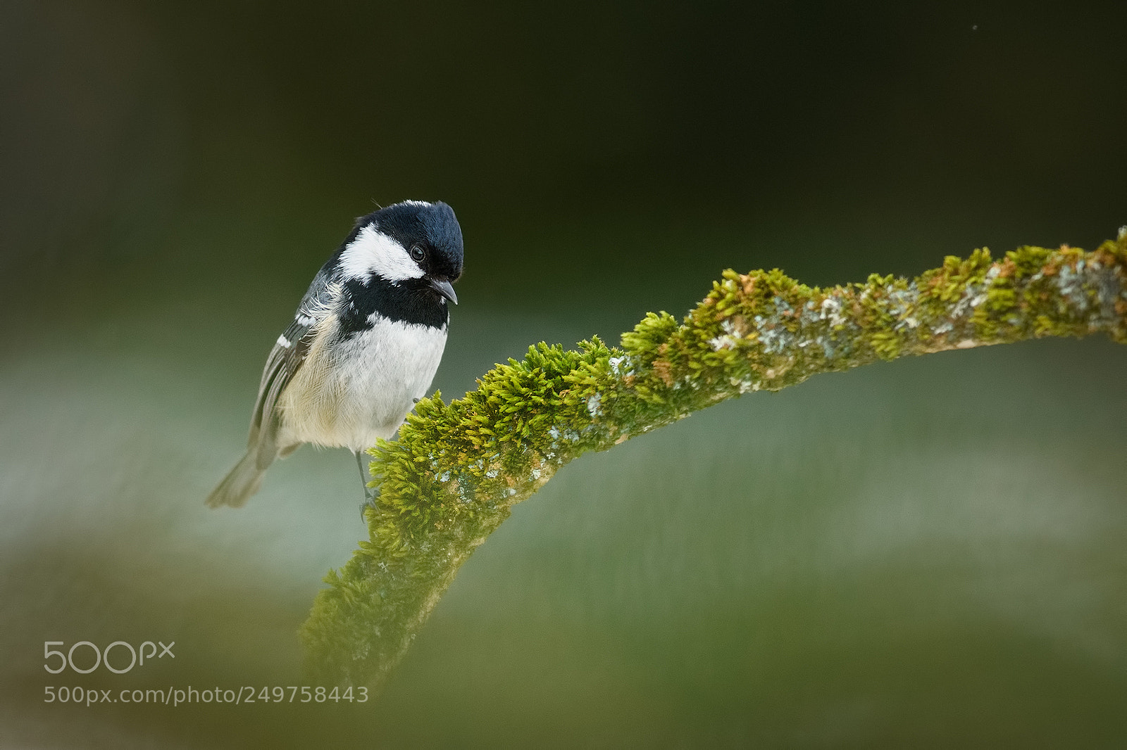 Nikon D500 sample photo. Coal tit photography