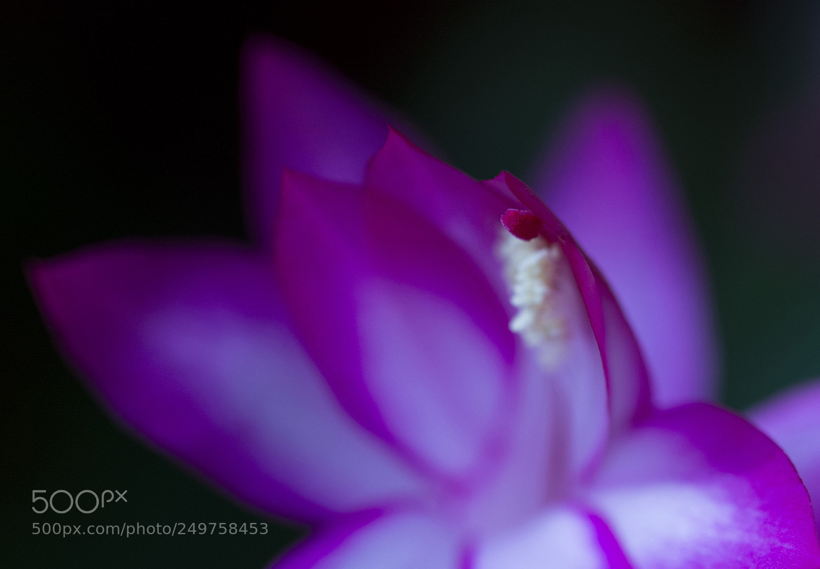 Nikon D5200 sample photo. Flowers. photography