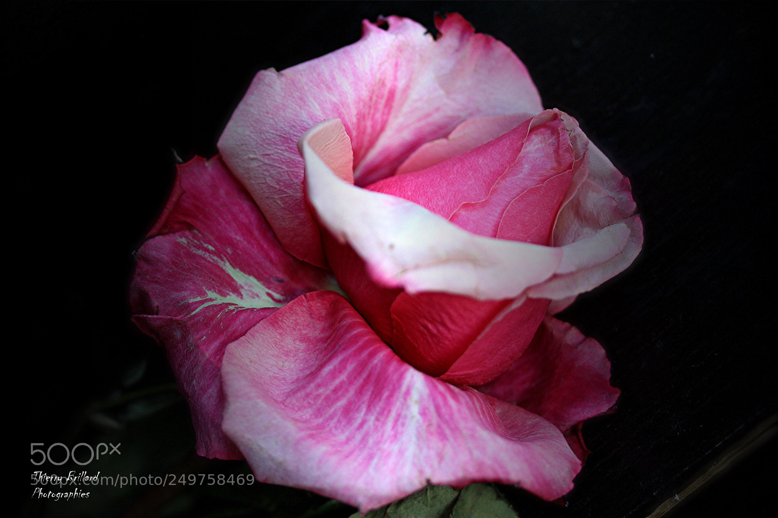 Canon EOS 600D (Rebel EOS T3i / EOS Kiss X5) sample photo. Rose fuchsia photography