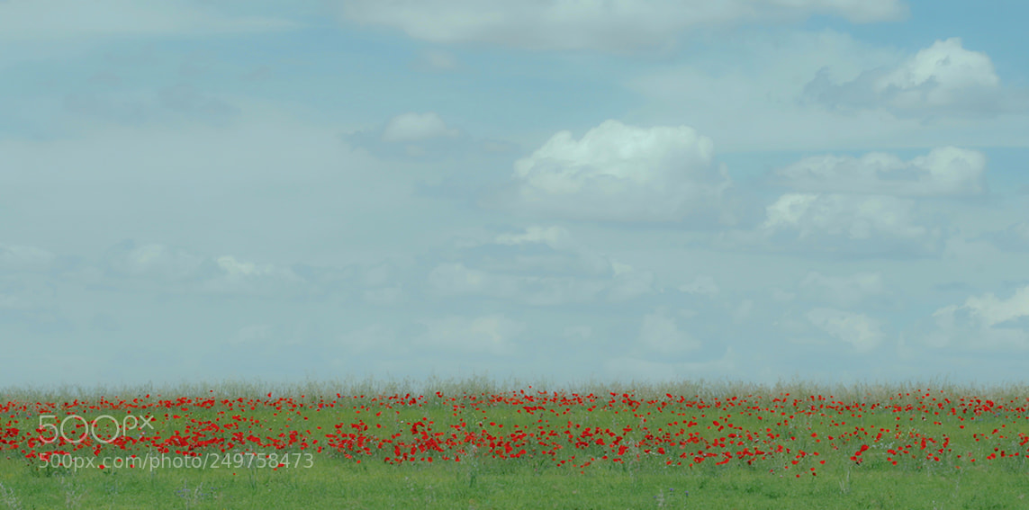 Canon EOS 30D sample photo. Silence photography