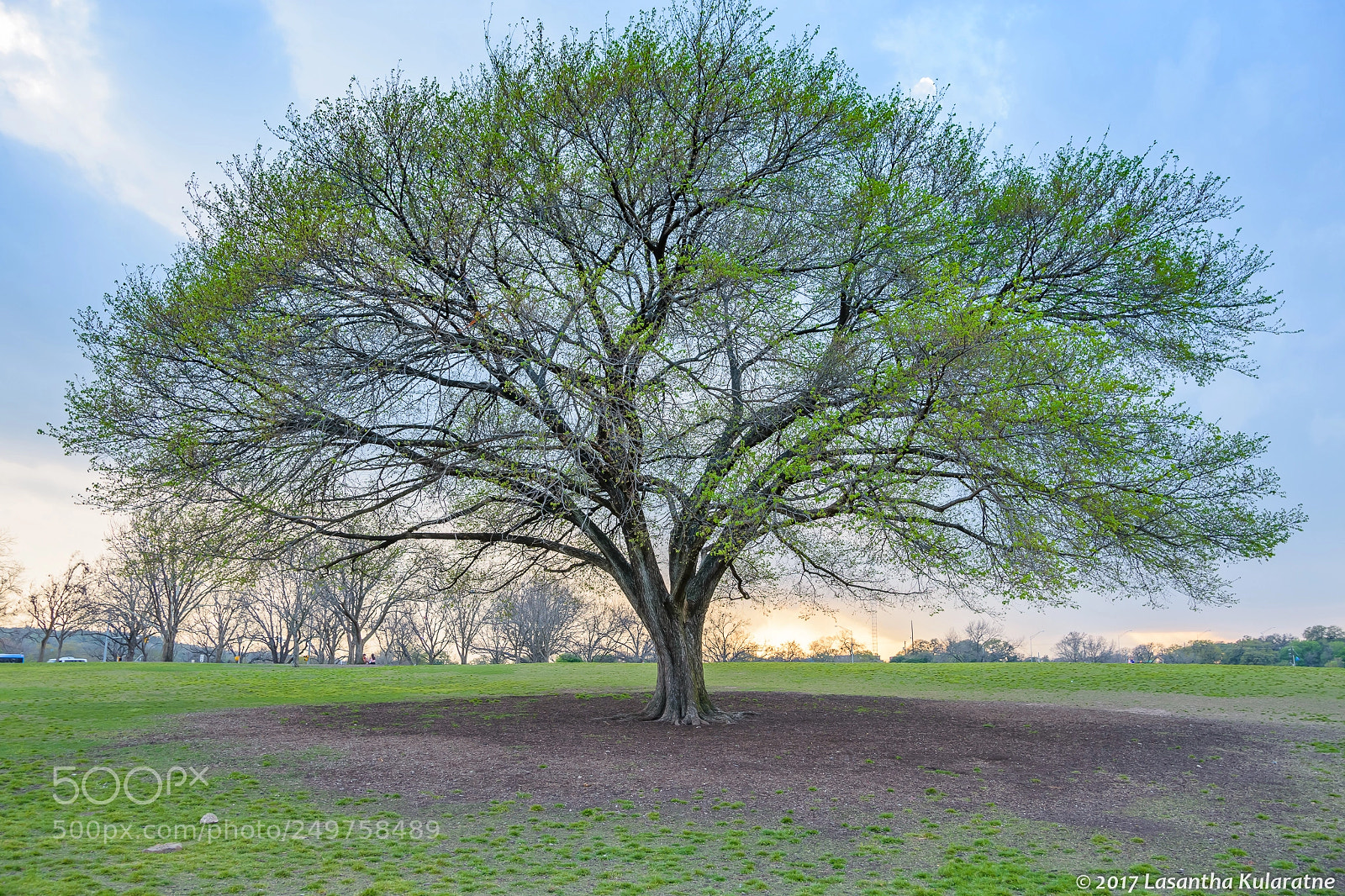 Nikon D7200 sample photo. Green tree at sunset photography