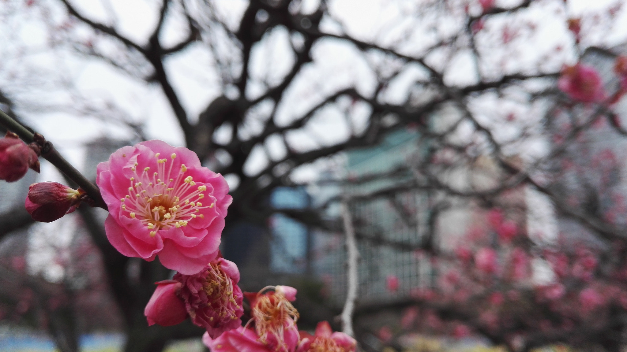 HUAWEI Honor 7 sample photo. #53 photography
