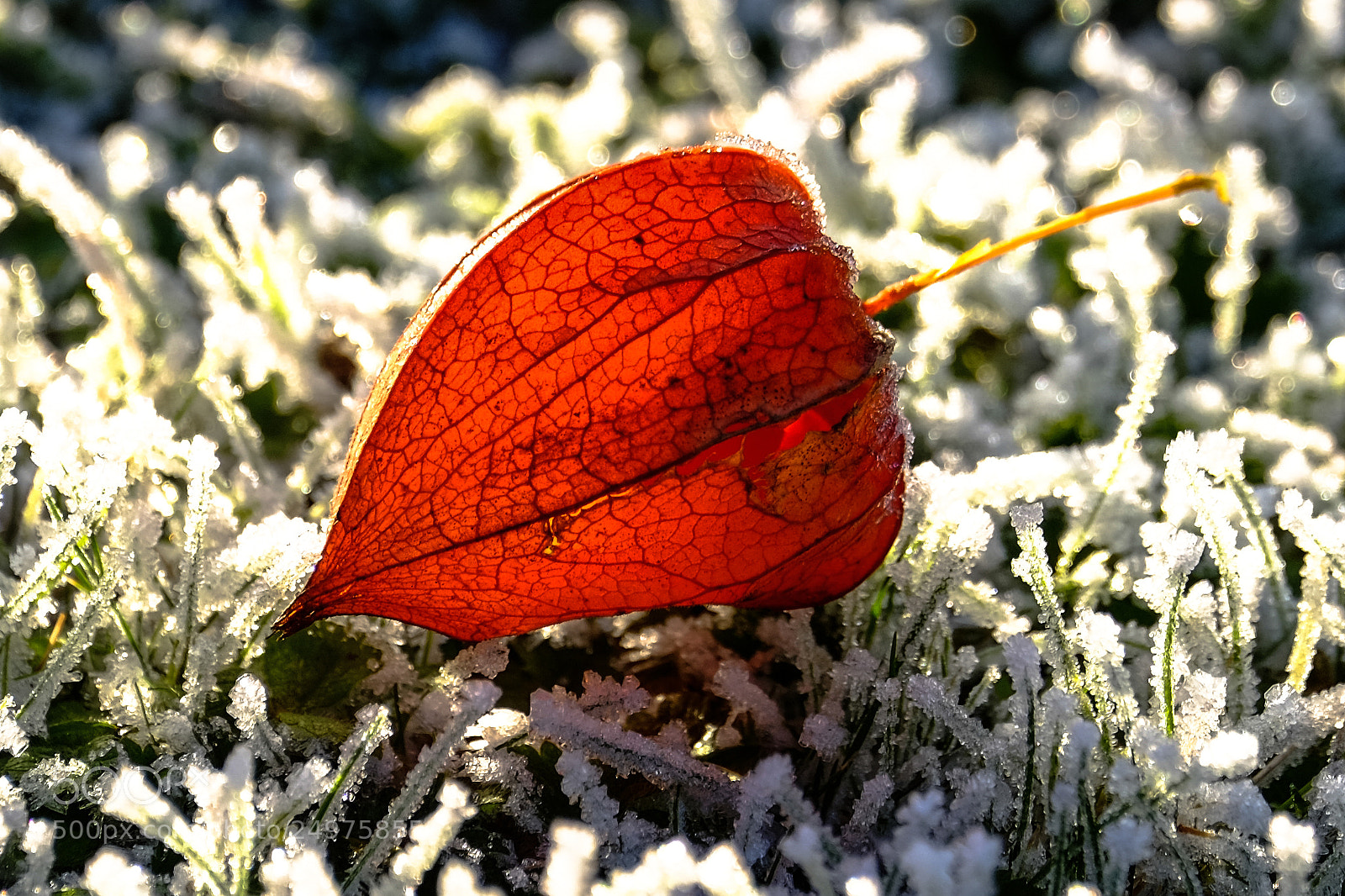 Fujifilm X-T1 sample photo. Den winter überlebt photography