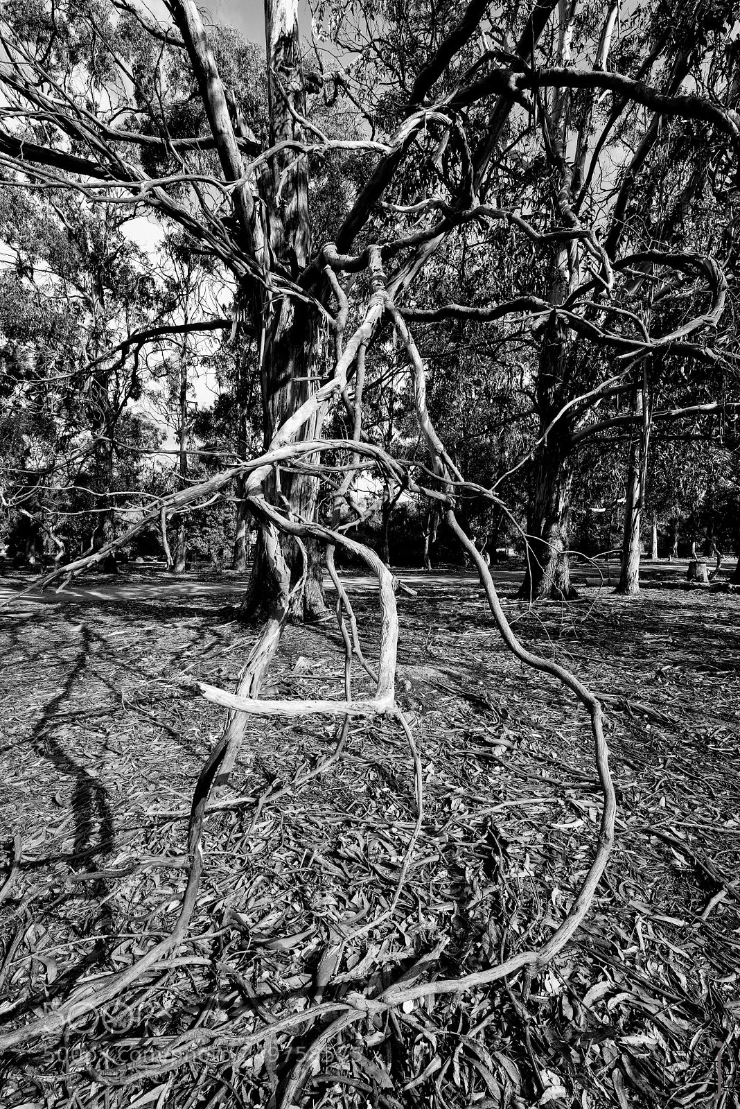 Nikon D810 sample photo. Australie nb photography