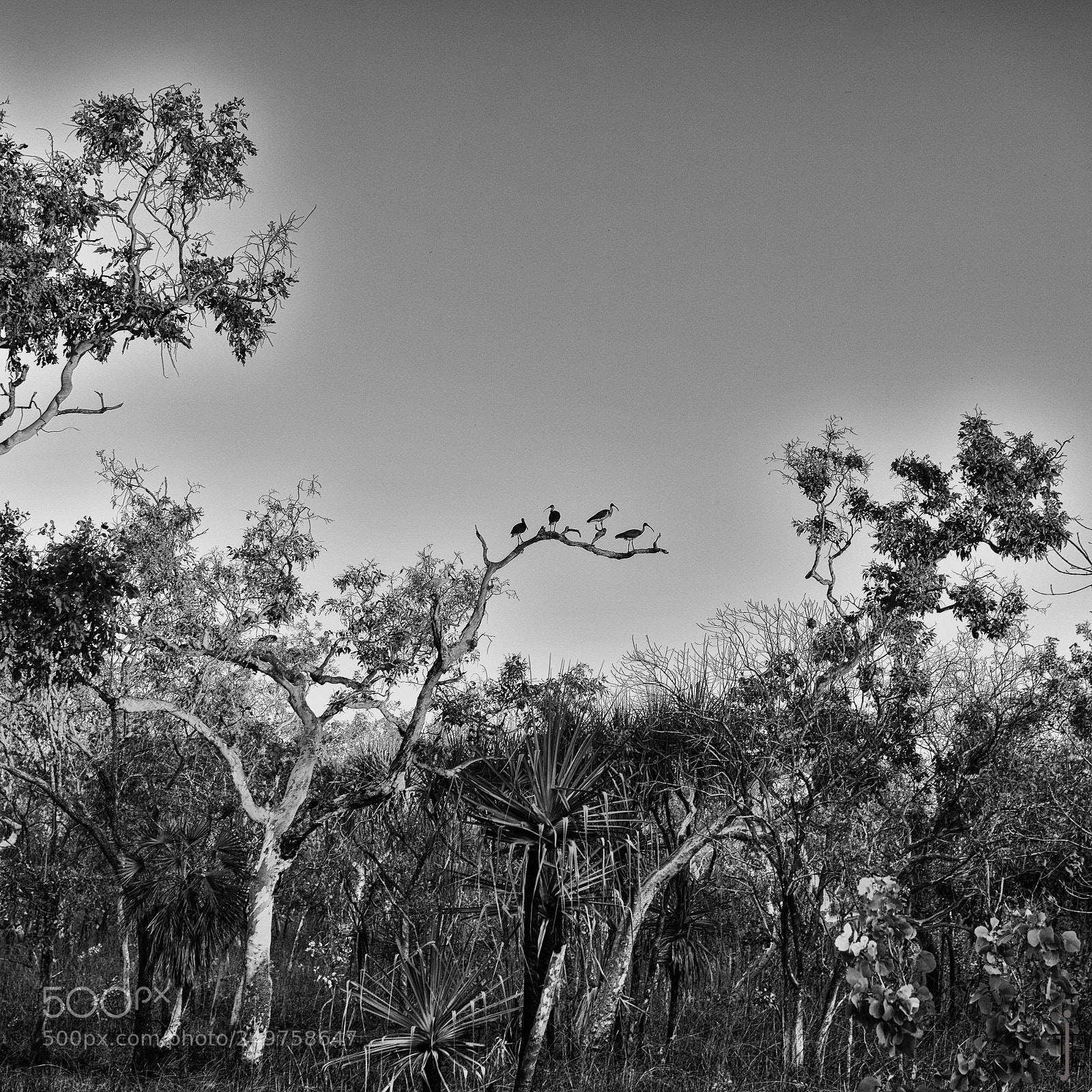 Nikon D810 sample photo. Australie nb photography