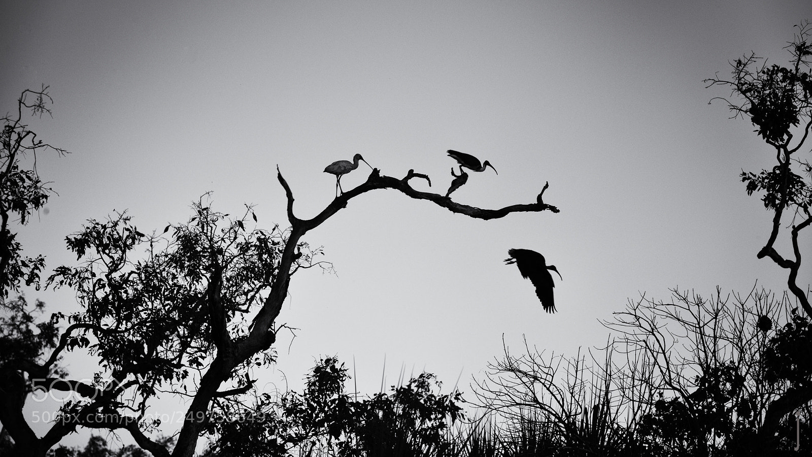 Nikon D810 sample photo. Australie nb photography