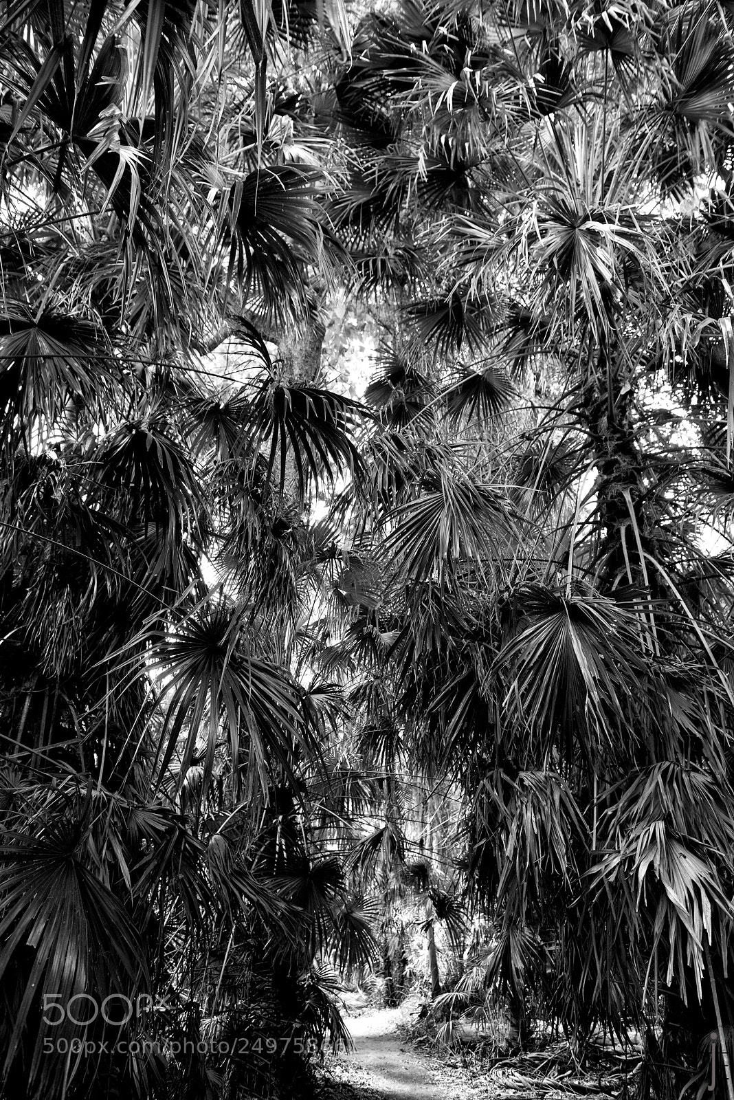Nikon D810 sample photo. Australie nb photography