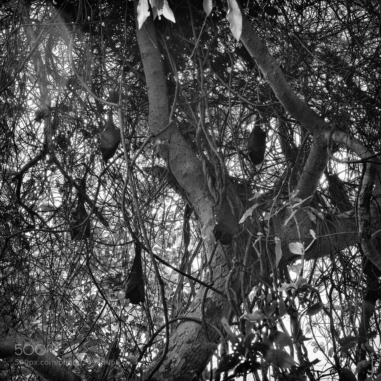 Nikon D810 sample photo. Australie nb photography