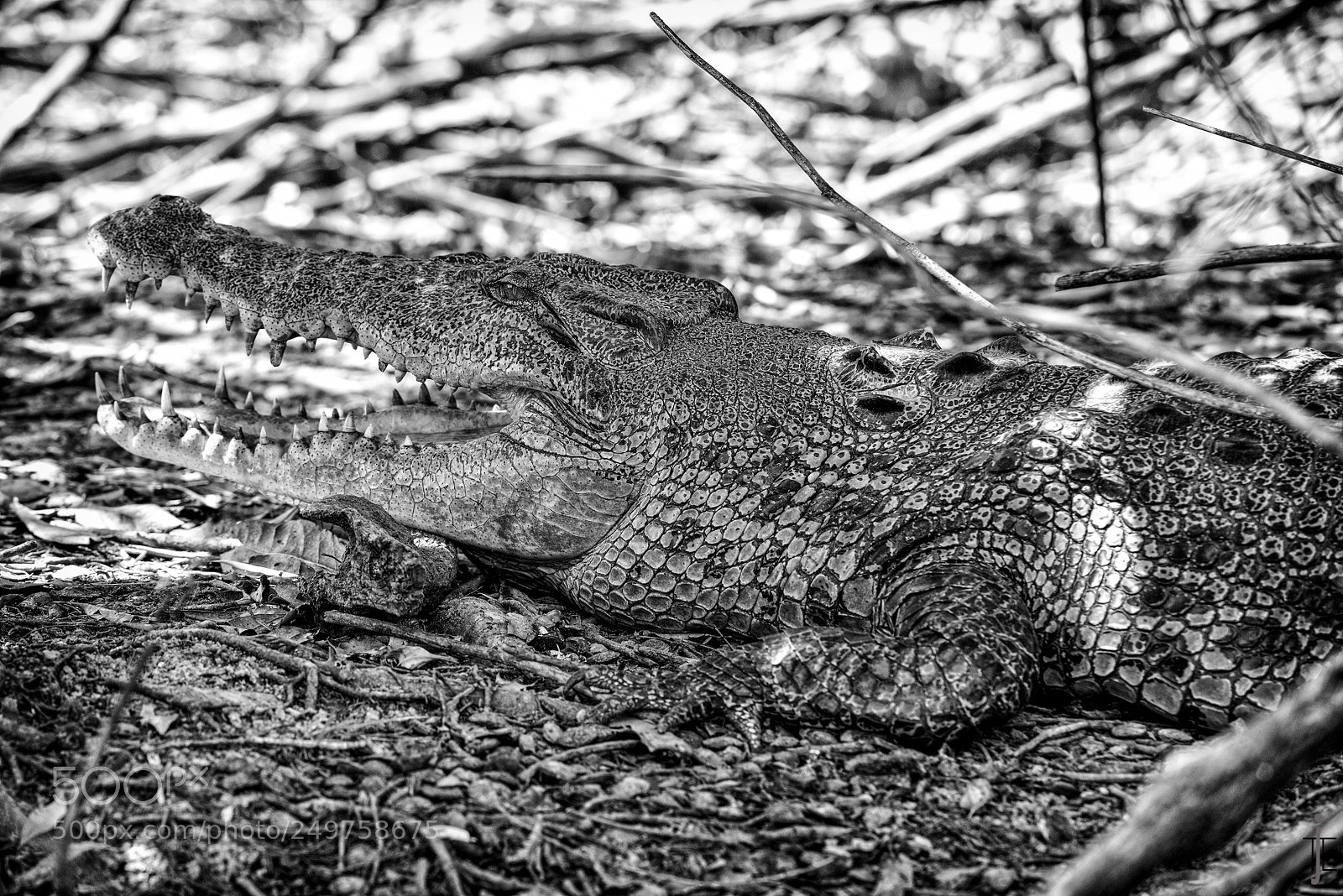 Nikon D810 sample photo. Australie nb photography