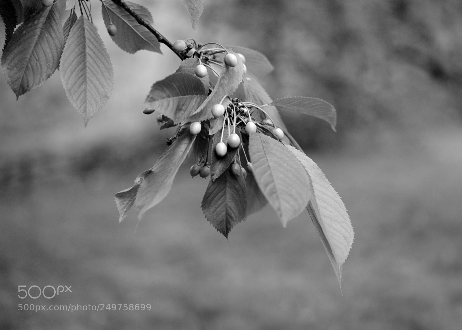 Fujifilm GFX 50S sample photo. Unripe cherries photography