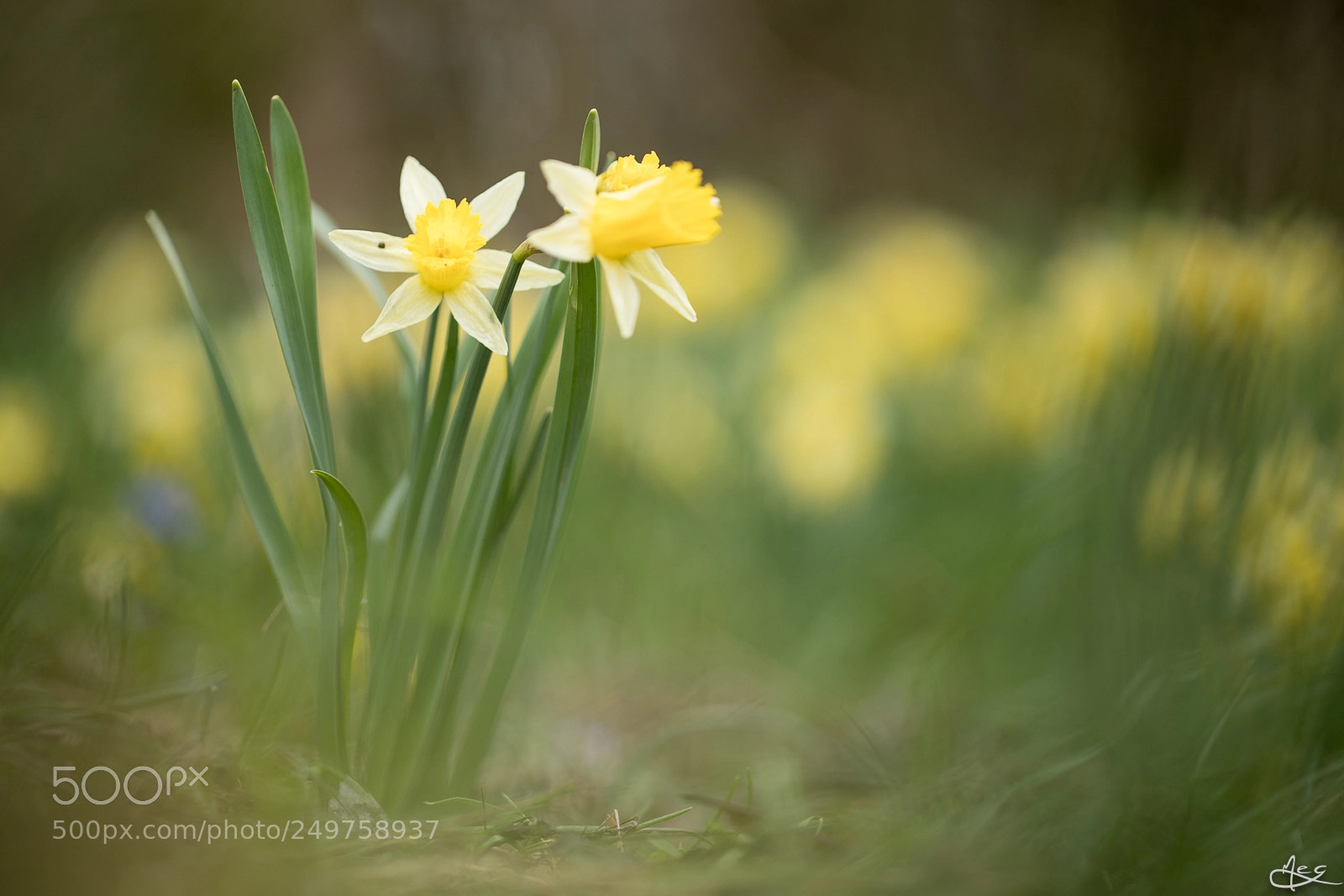 Canon EOS 6D Mark II sample photo. Jonquilles photography