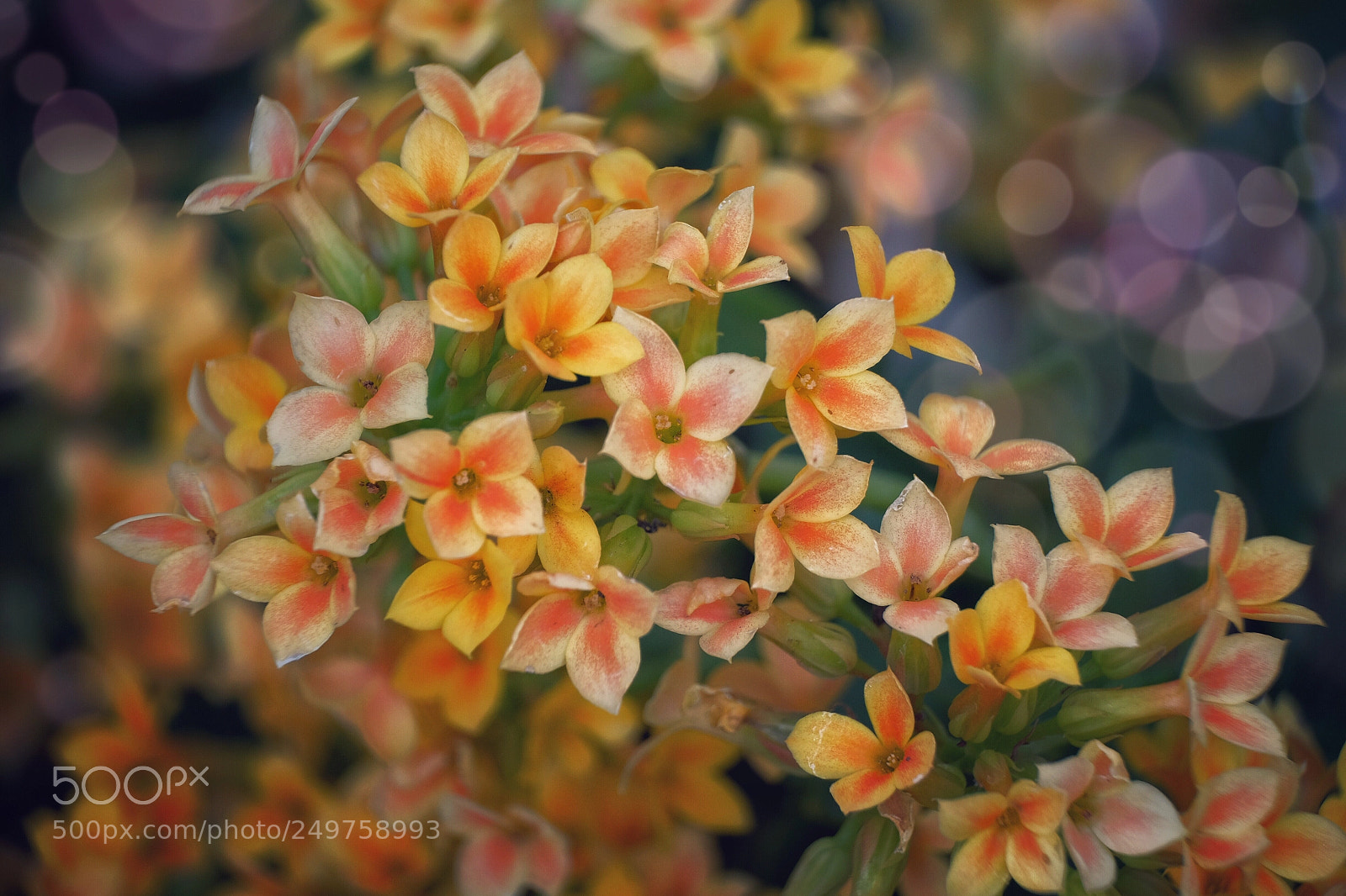 Fujifilm X-T1 sample photo. A little angeles photography