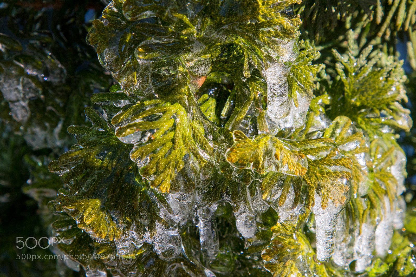 Canon EOS 80D sample photo. Frozen photography