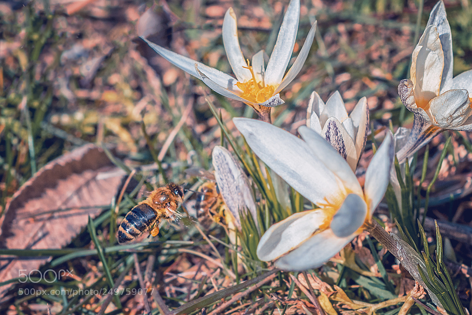Nikon D5300 sample photo. Beer and snowflower photography