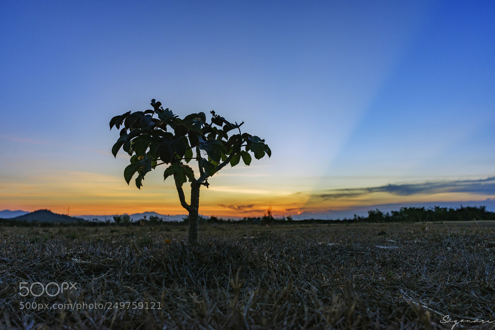 Sony a7 II sample photo. Dsc photography