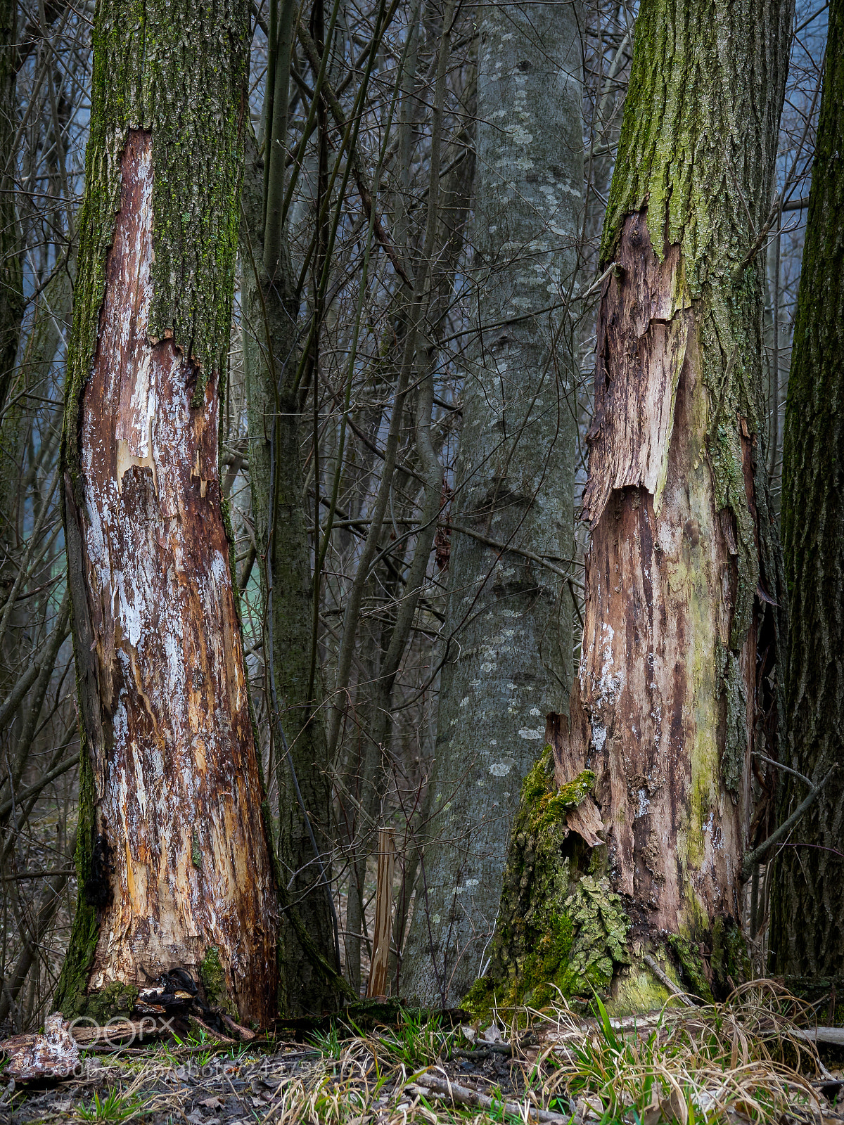 Sony Cyber-shot DSC-RX10 III sample photo. Old tree`s photography
