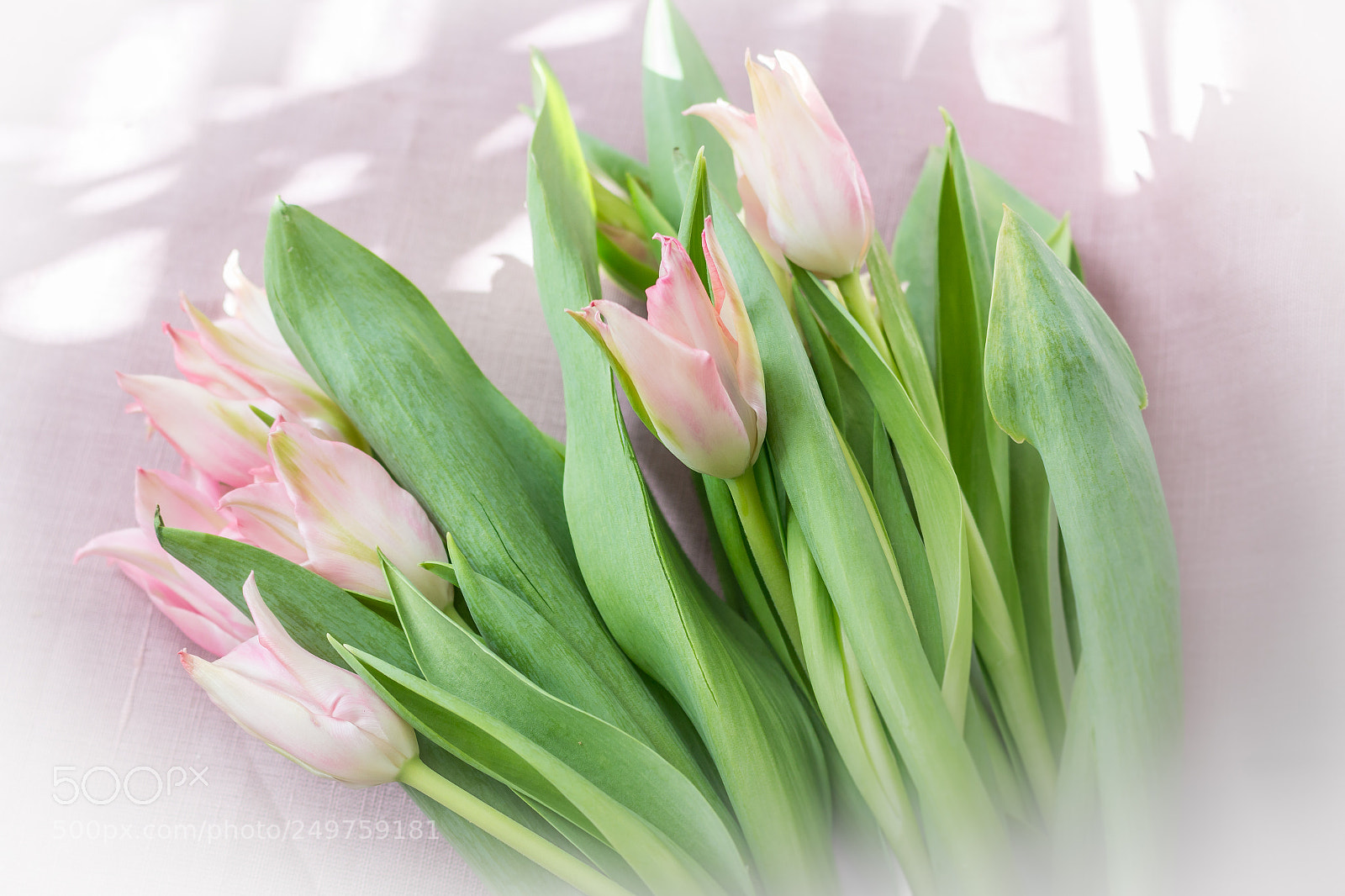 Canon EOS 70D sample photo. Delicate tulips photography