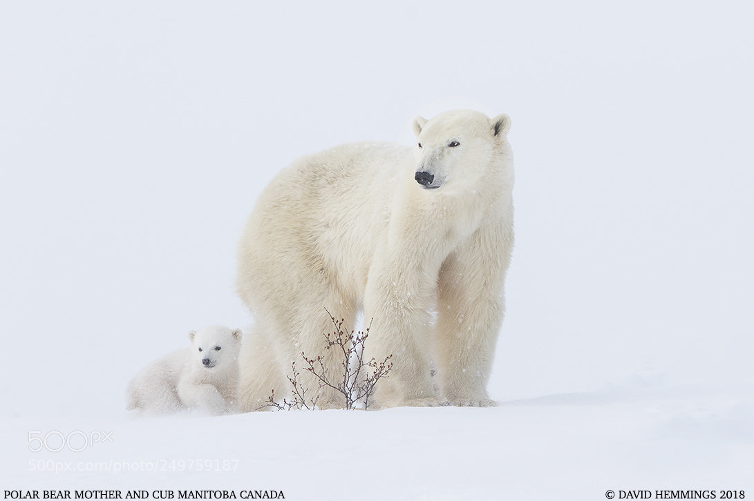 Canon EOS 7D Mark II sample photo. Polar bear mother and photography