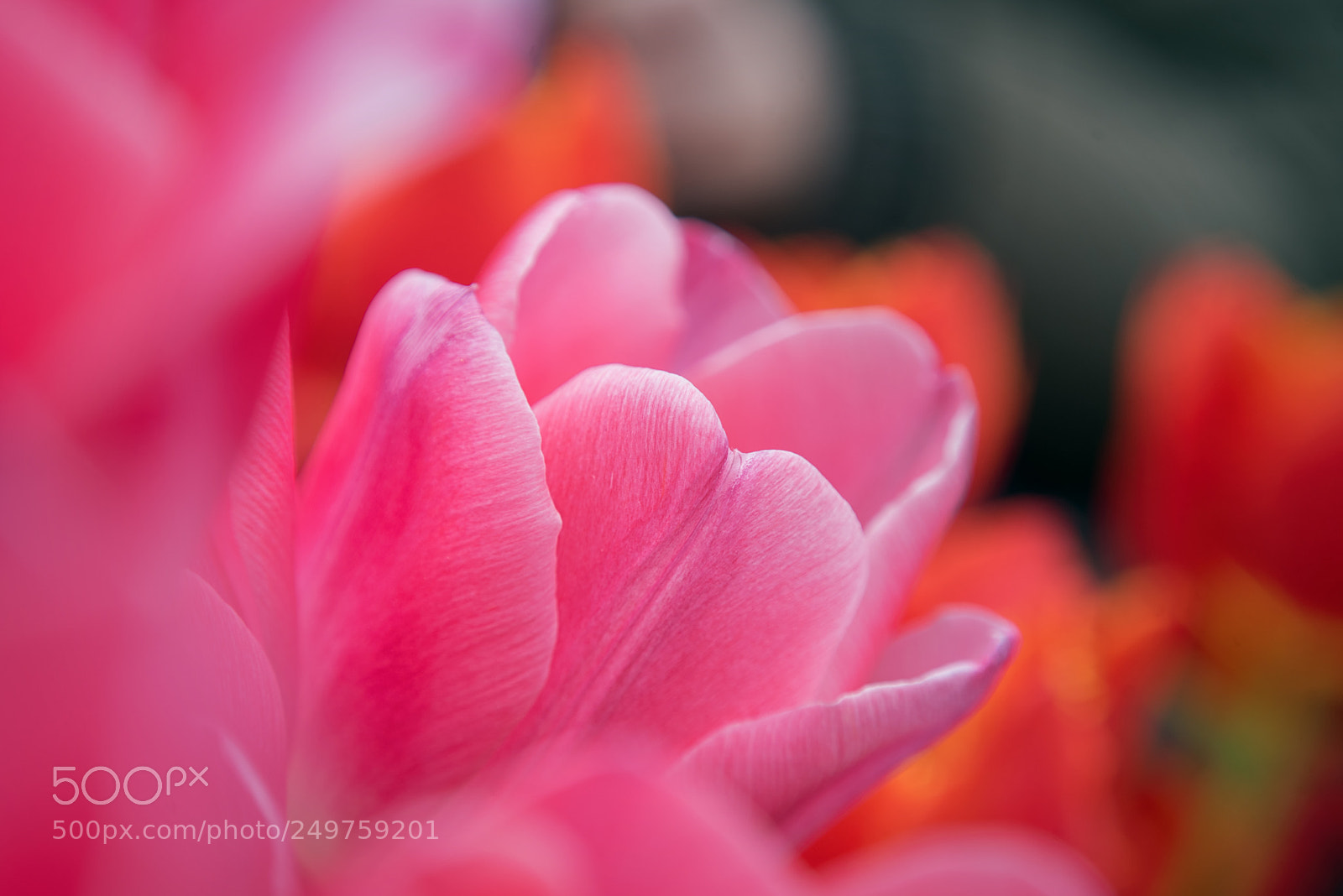 Nikon D750 sample photo. Tulips photography