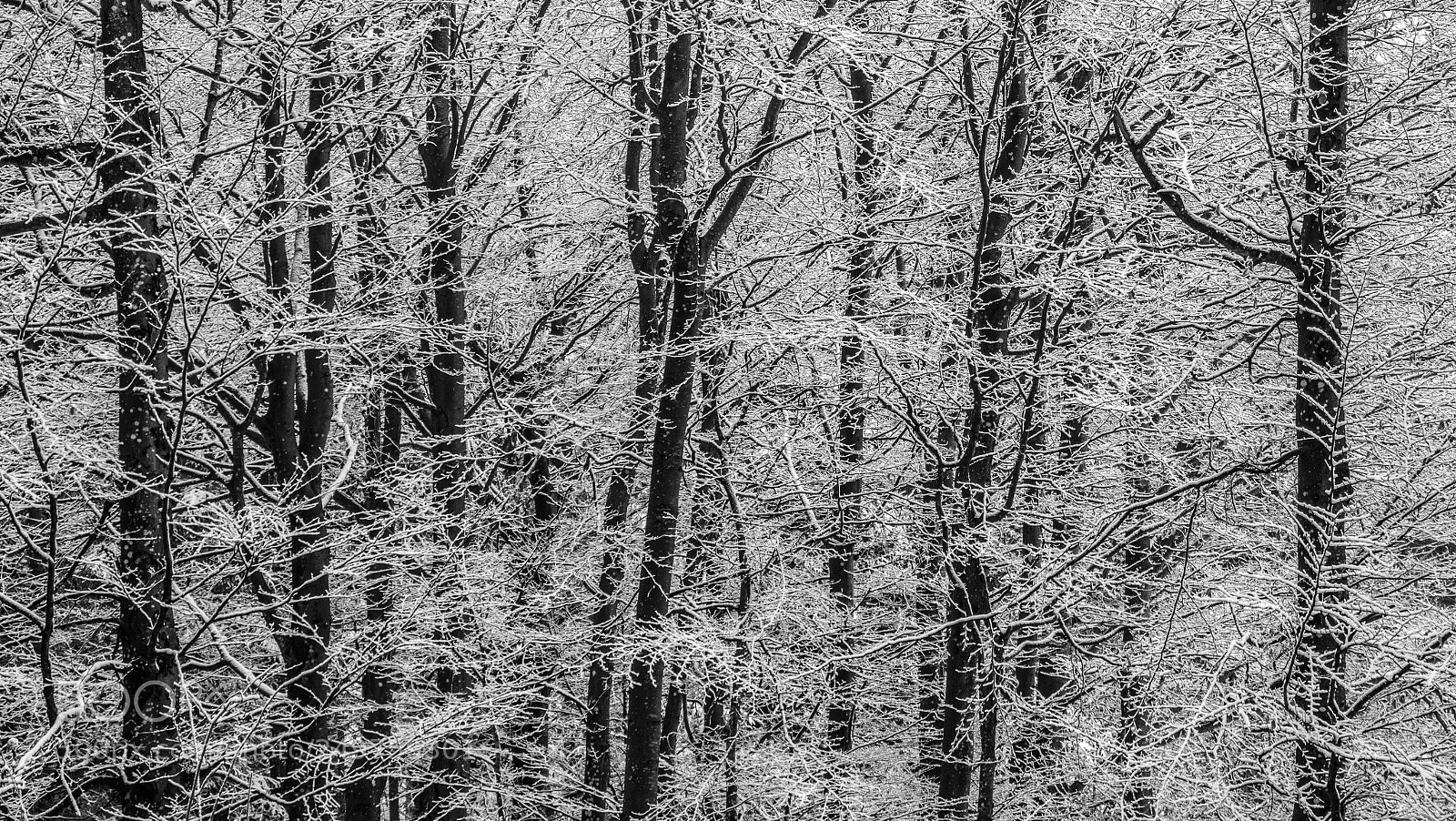 Panasonic Lumix DC-G9 sample photo. Winter forest photography