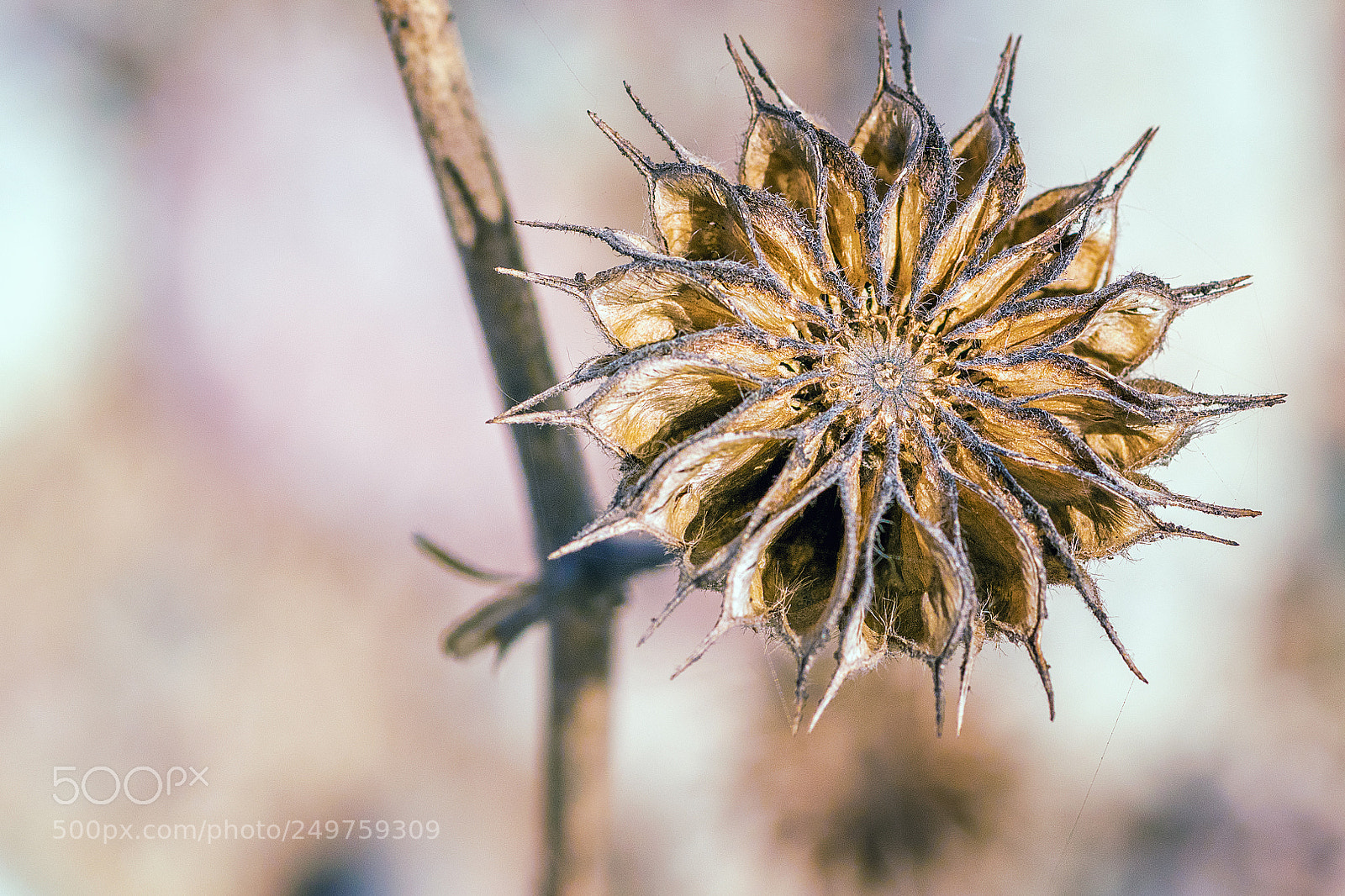 Nikon D5300 sample photo. Abstraction of the nature photography